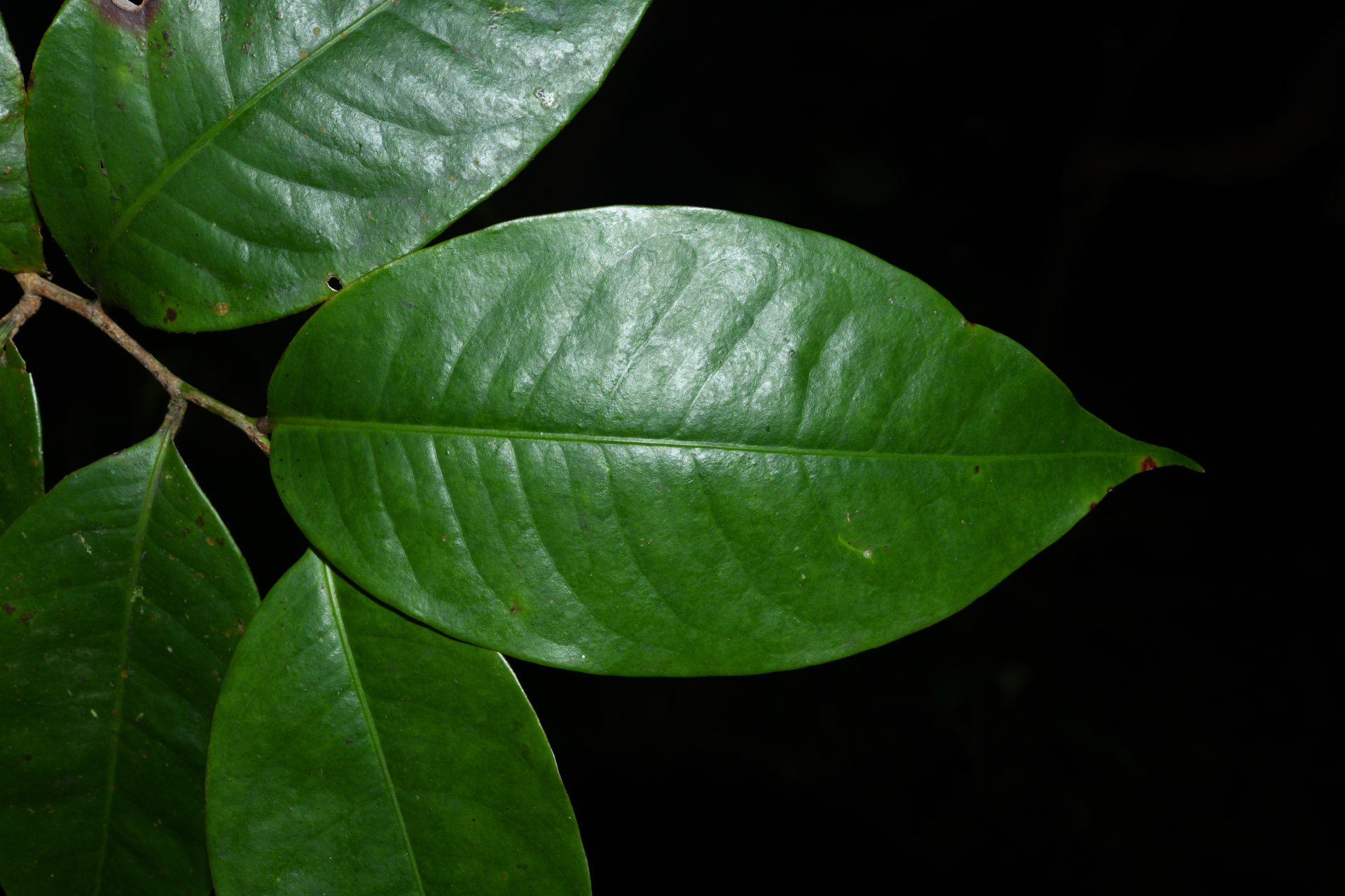 Amanoa caribaea Krug & Urb. - Photo Bivouac Naturaliste