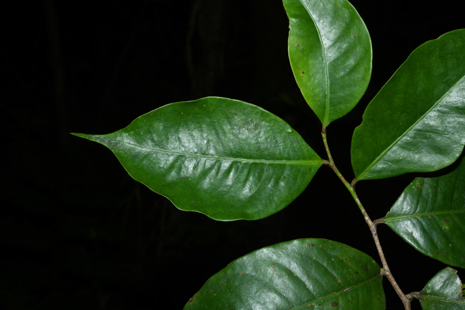 Amanoa caribaea Krug & Urb. - Photo Bivouac Naturaliste