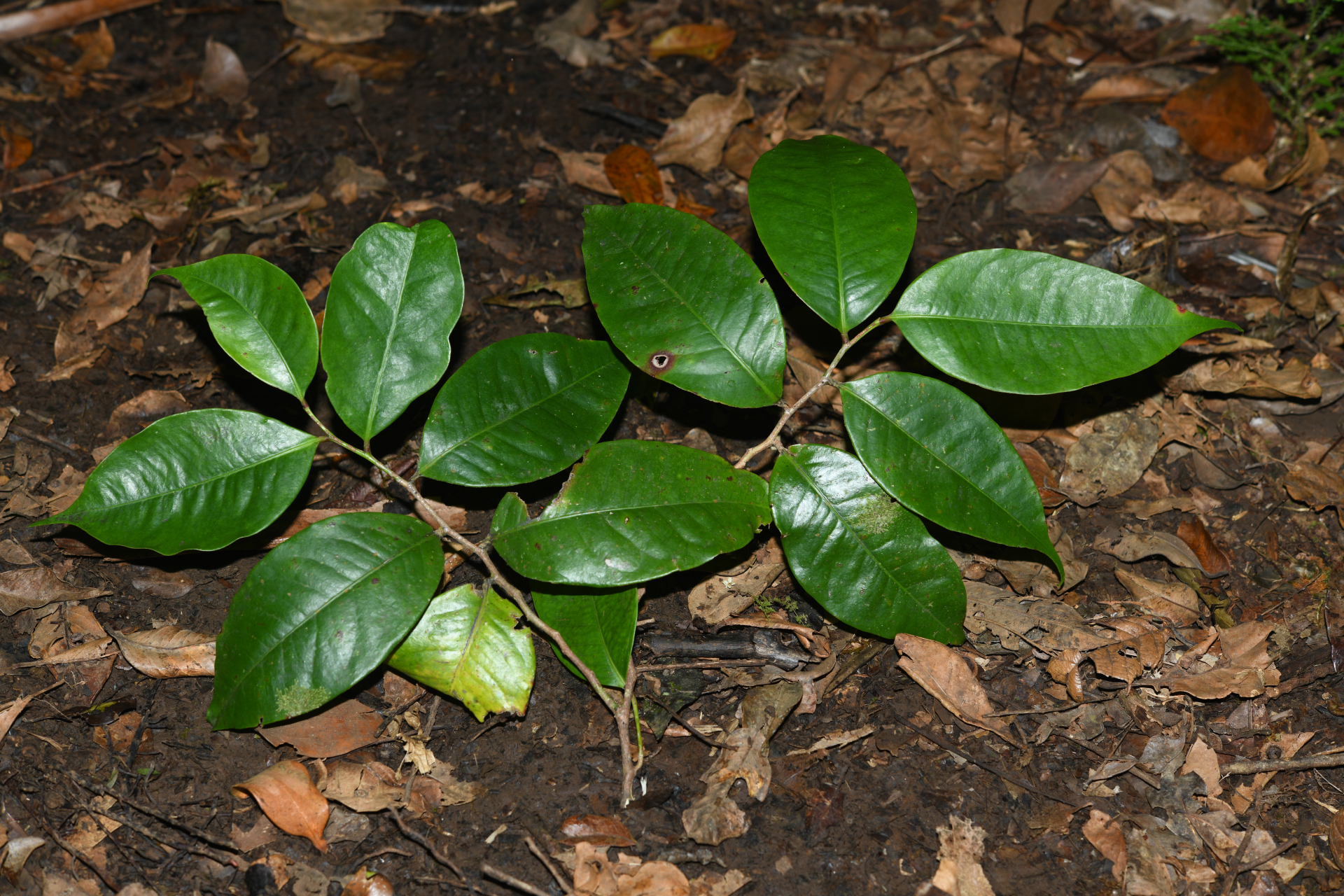 Amanoa caribaea Krug & Urb. - Photo Bivouac Naturaliste