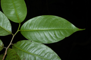 Amanoa caribaea Krug & Urb.