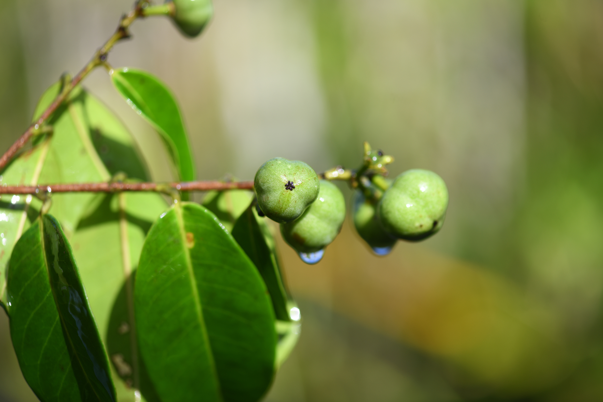 Amanoa guianensis Aubl. - Photo Bivouac Naturaliste