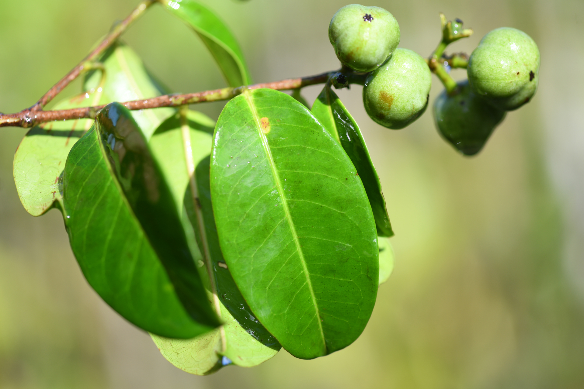 Amanoa guianensis Aubl. - Photo Bivouac Naturaliste
