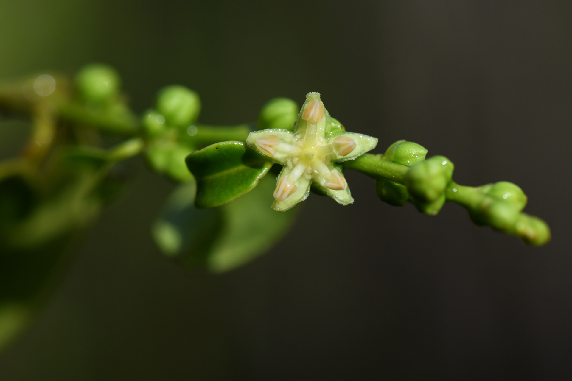 Amanoa guianensis Aubl. - Photo Bivouac Naturaliste