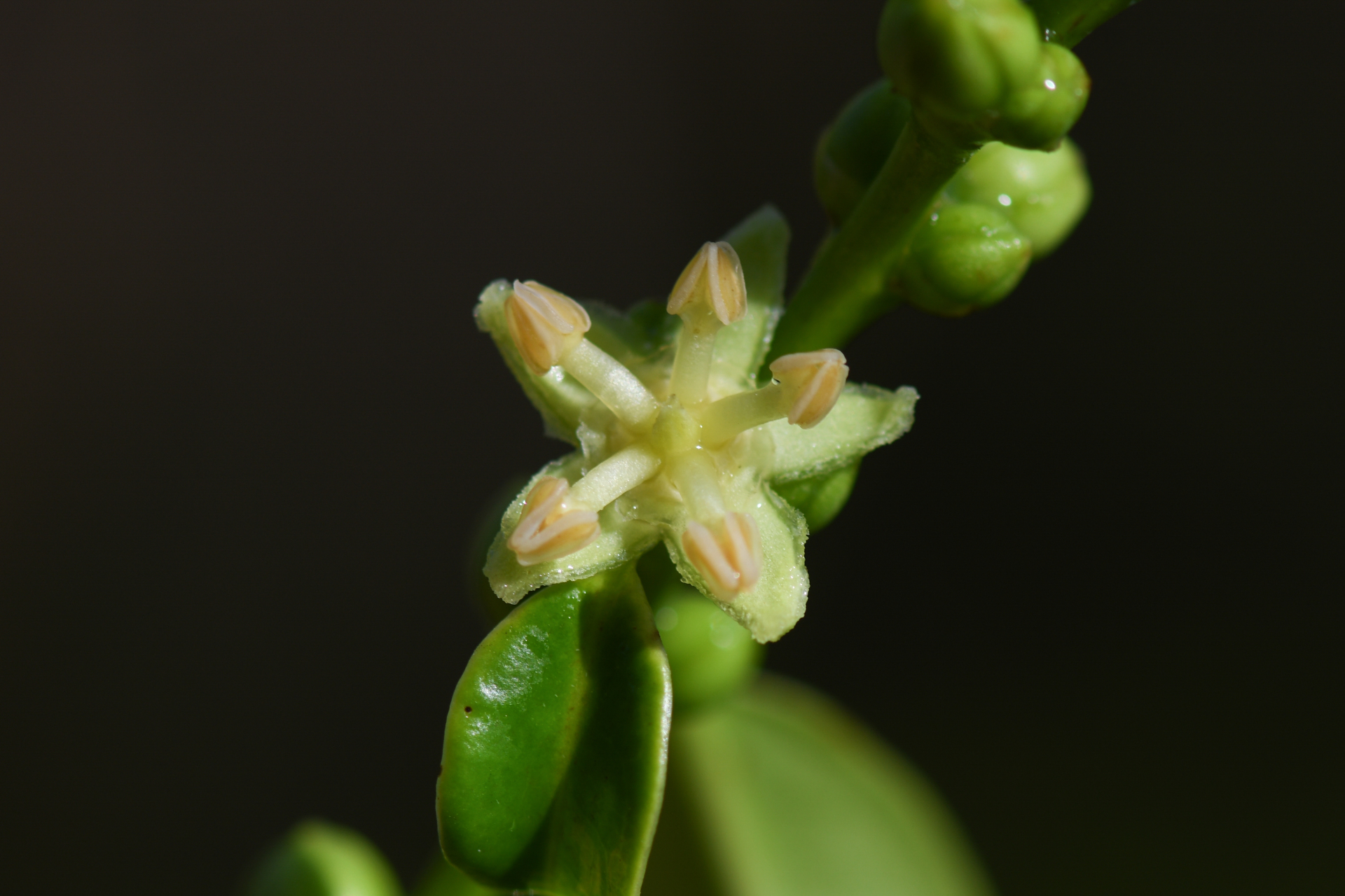 Amanoa guianensis Aubl. - Photo Bivouac Naturaliste