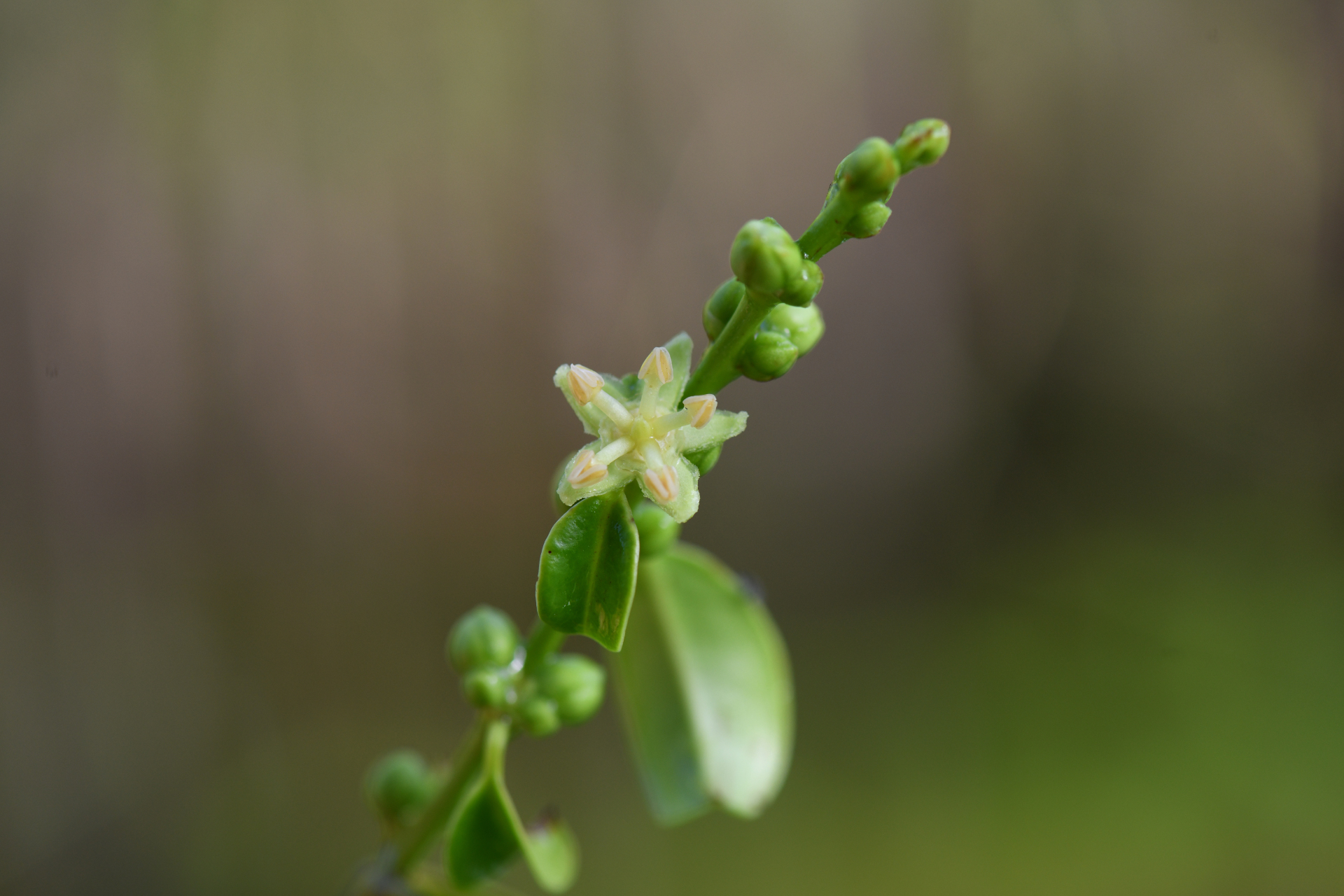 Amanoa guianensis Aubl. - Photo Bivouac Naturaliste