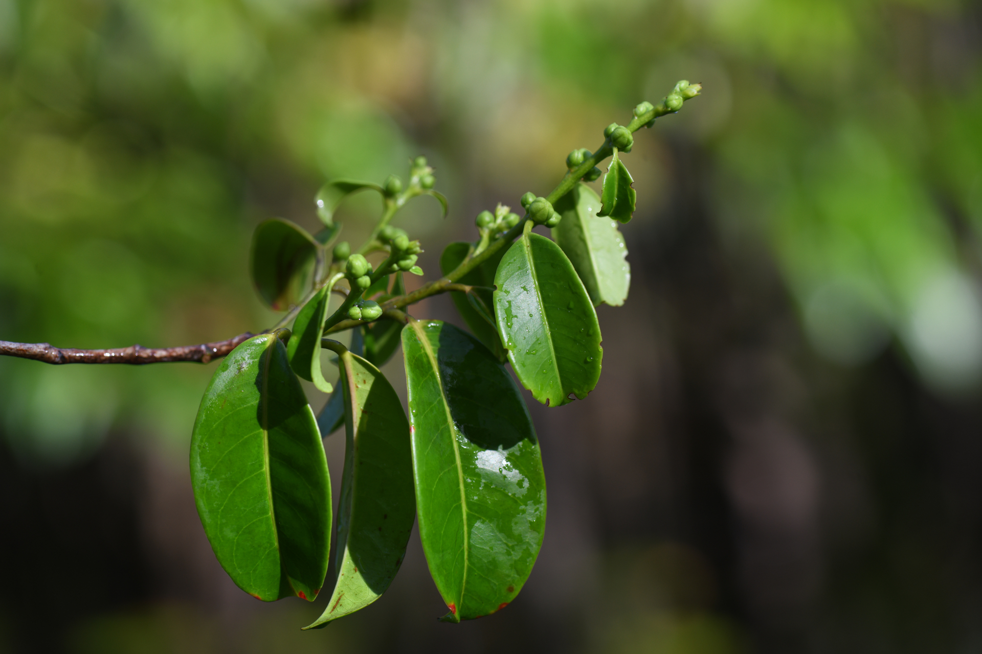 Amanoa guianensis Aubl. - Photo Bivouac Naturaliste