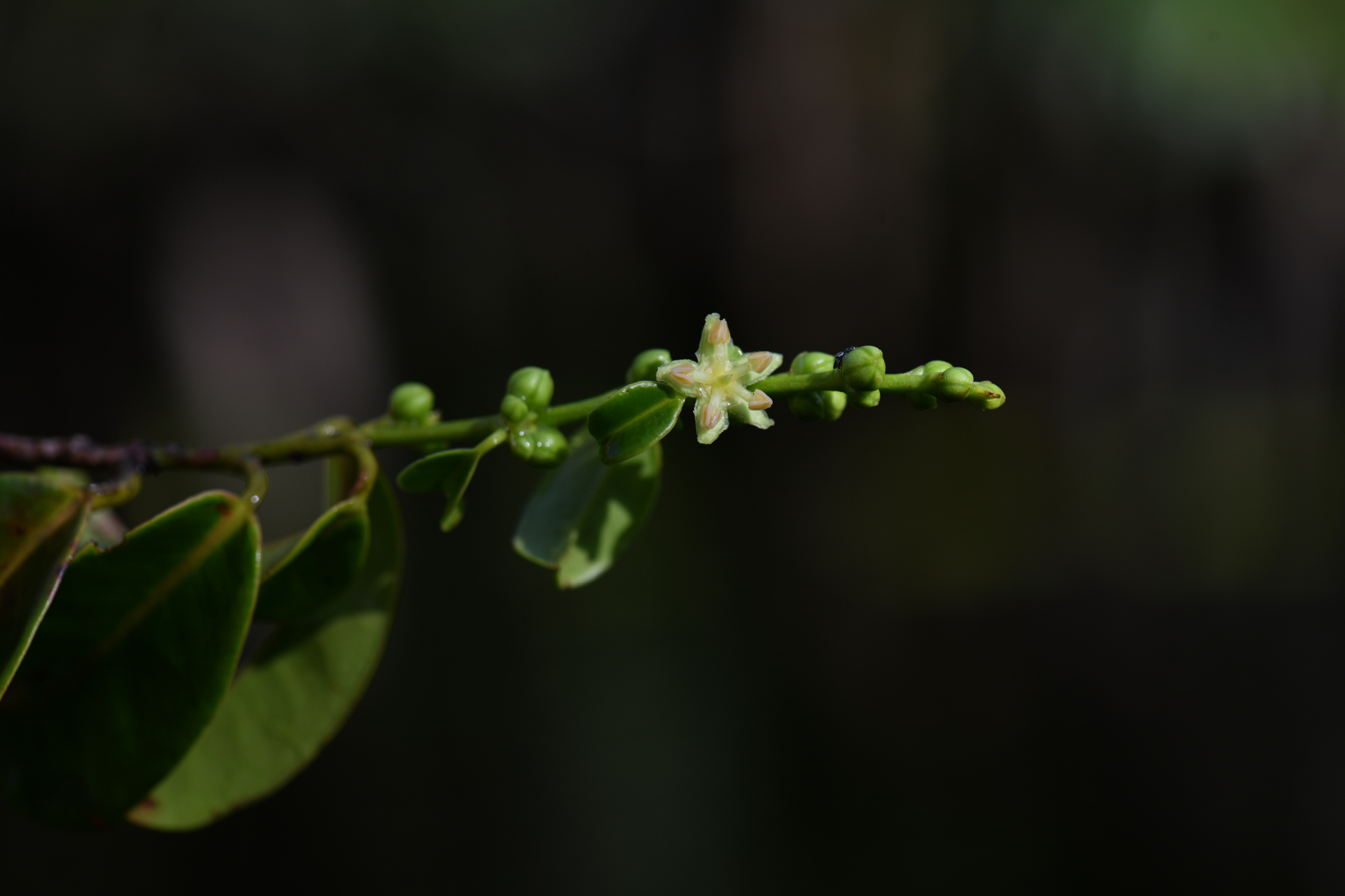 Amanoa guianensis Aubl. - Photo Bivouac Naturaliste