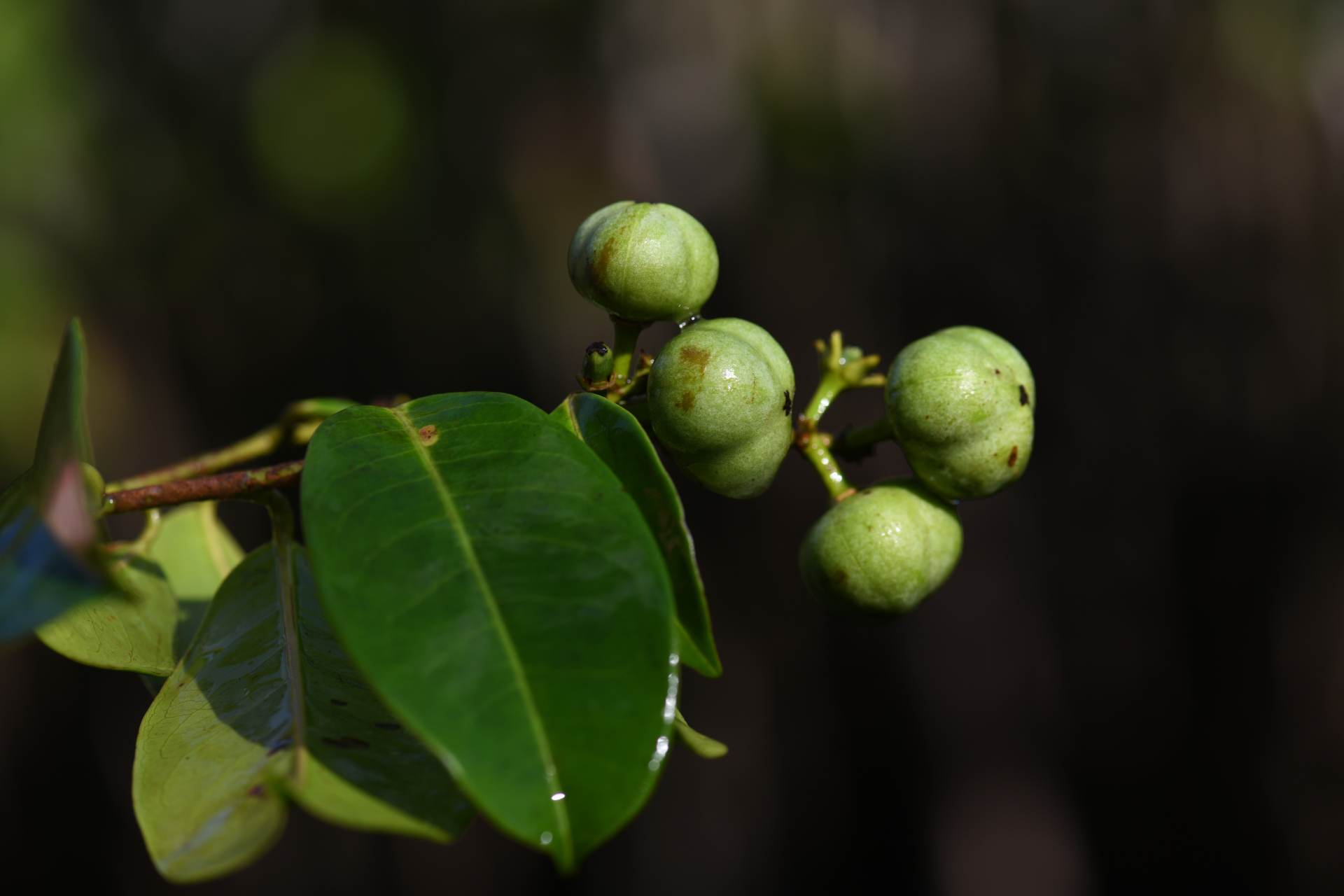 Amanoa guianensis Aubl. - Photo Bivouac Naturaliste