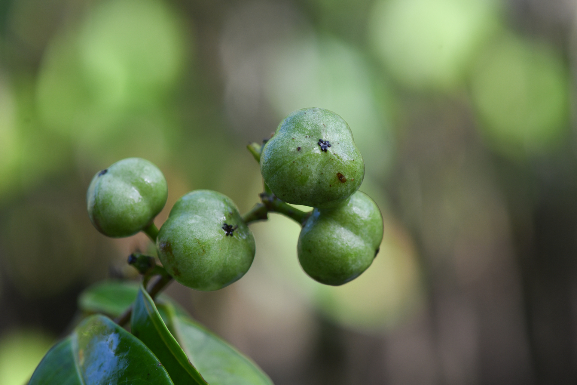 Amanoa guianensis Aubl. - Photo Bivouac Naturaliste
