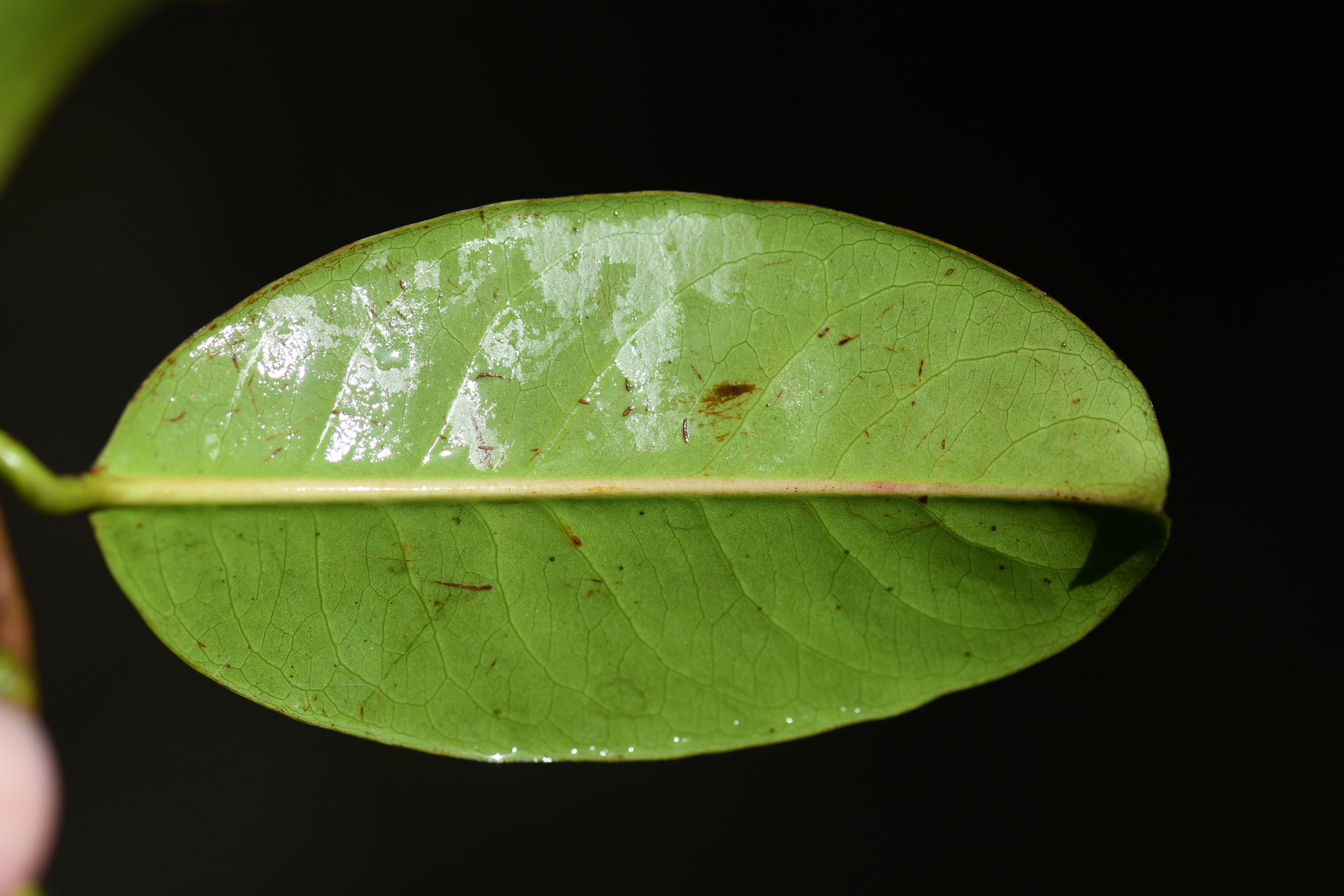 Amanoa guianensis Aubl. - Photo Bivouac Naturaliste