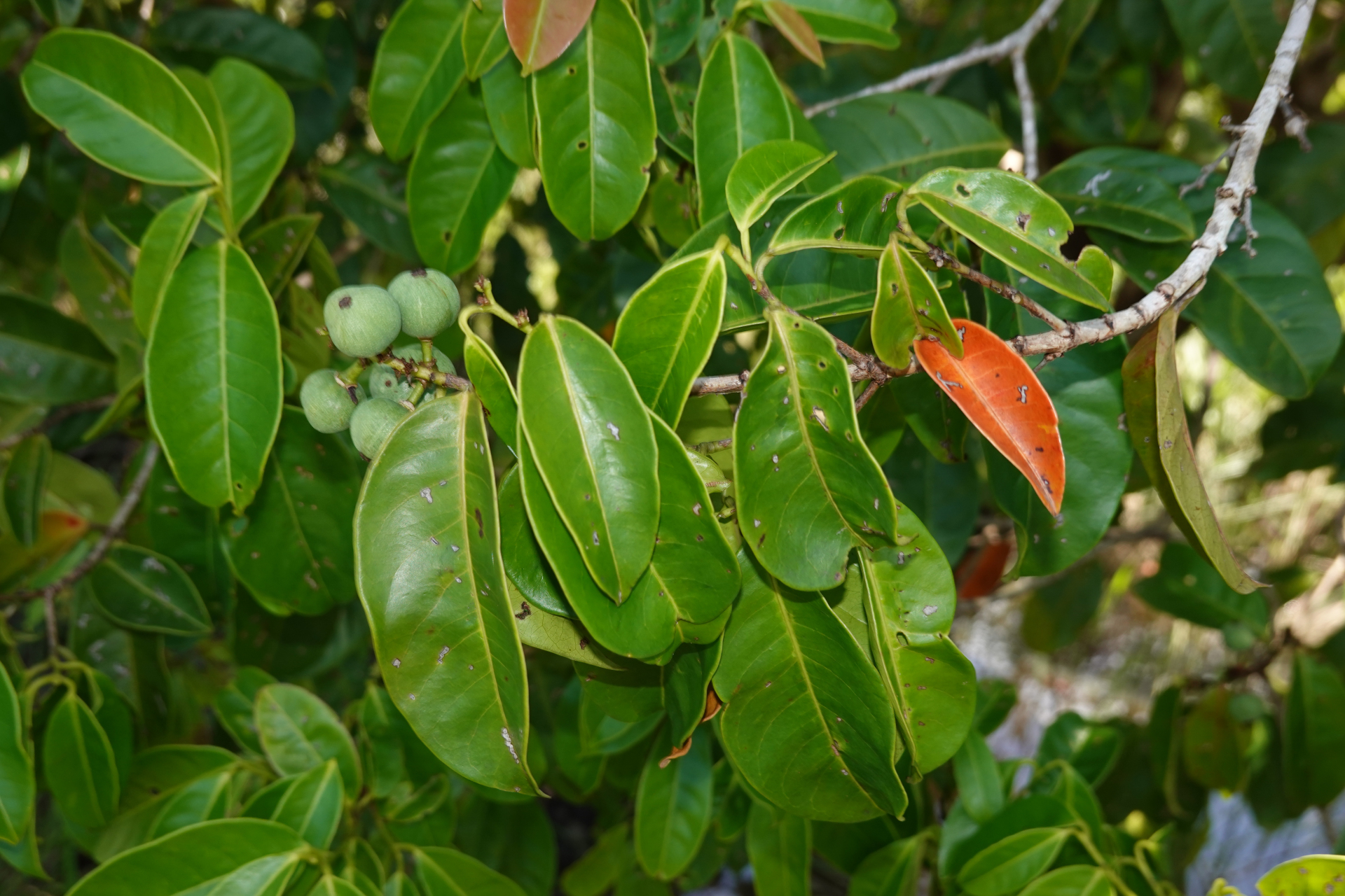 Amanoa guianensis Aubl. - Photo Bivouac Naturaliste