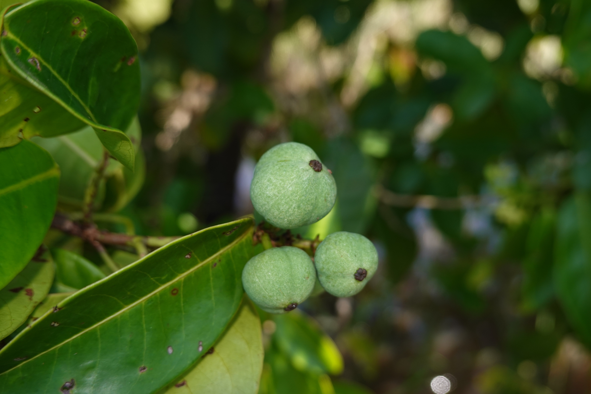 Amanoa guianensis Aubl. - Photo Bivouac Naturaliste