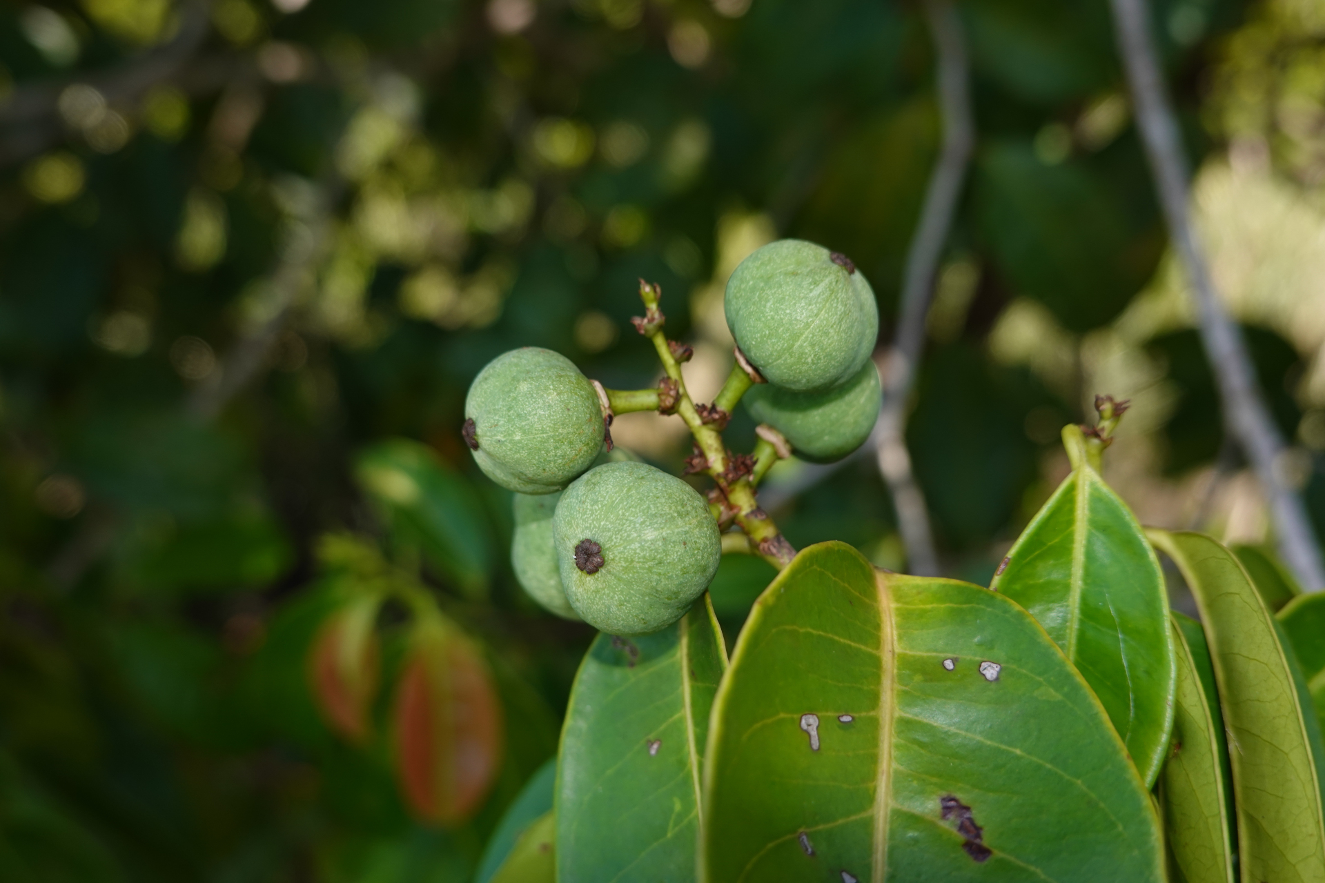Amanoa guianensis Aubl. - Photo Bivouac Naturaliste