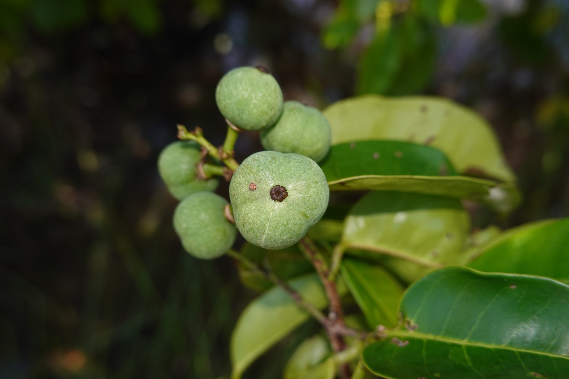 Amanoa guianensis Aubl. - Photo Bivouac Naturaliste