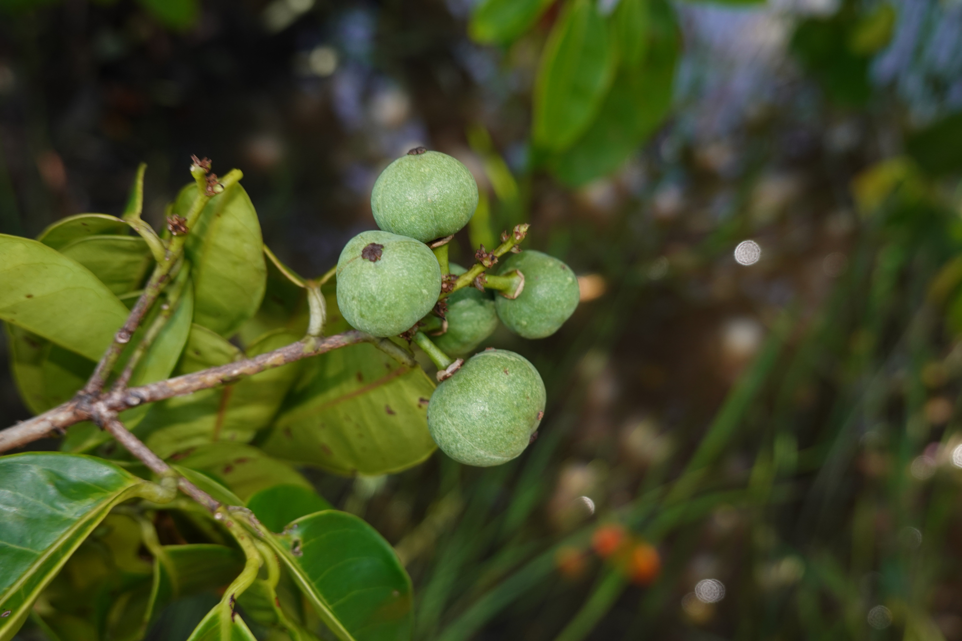 Amanoa guianensis Aubl. - Photo Bivouac Naturaliste