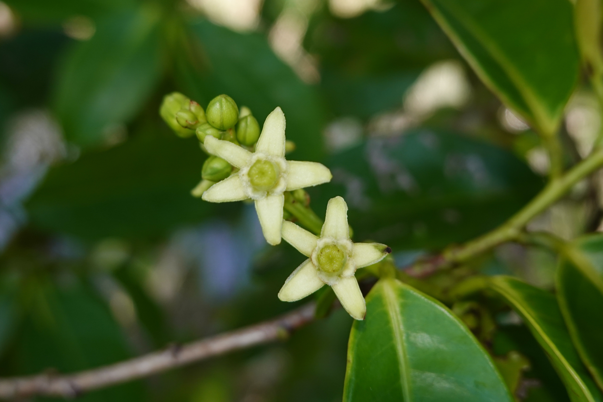 Amanoa guianensis Aubl. - Photo Bivouac Naturaliste