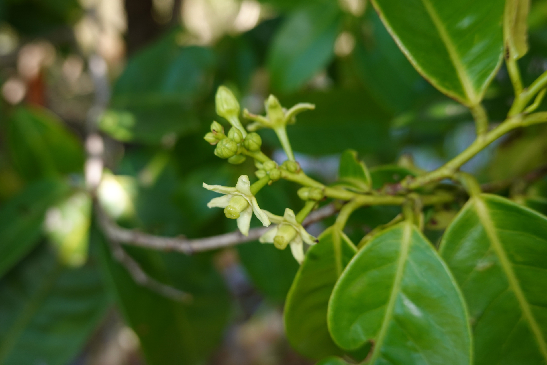 Amanoa guianensis Aubl. - Photo Bivouac Naturaliste