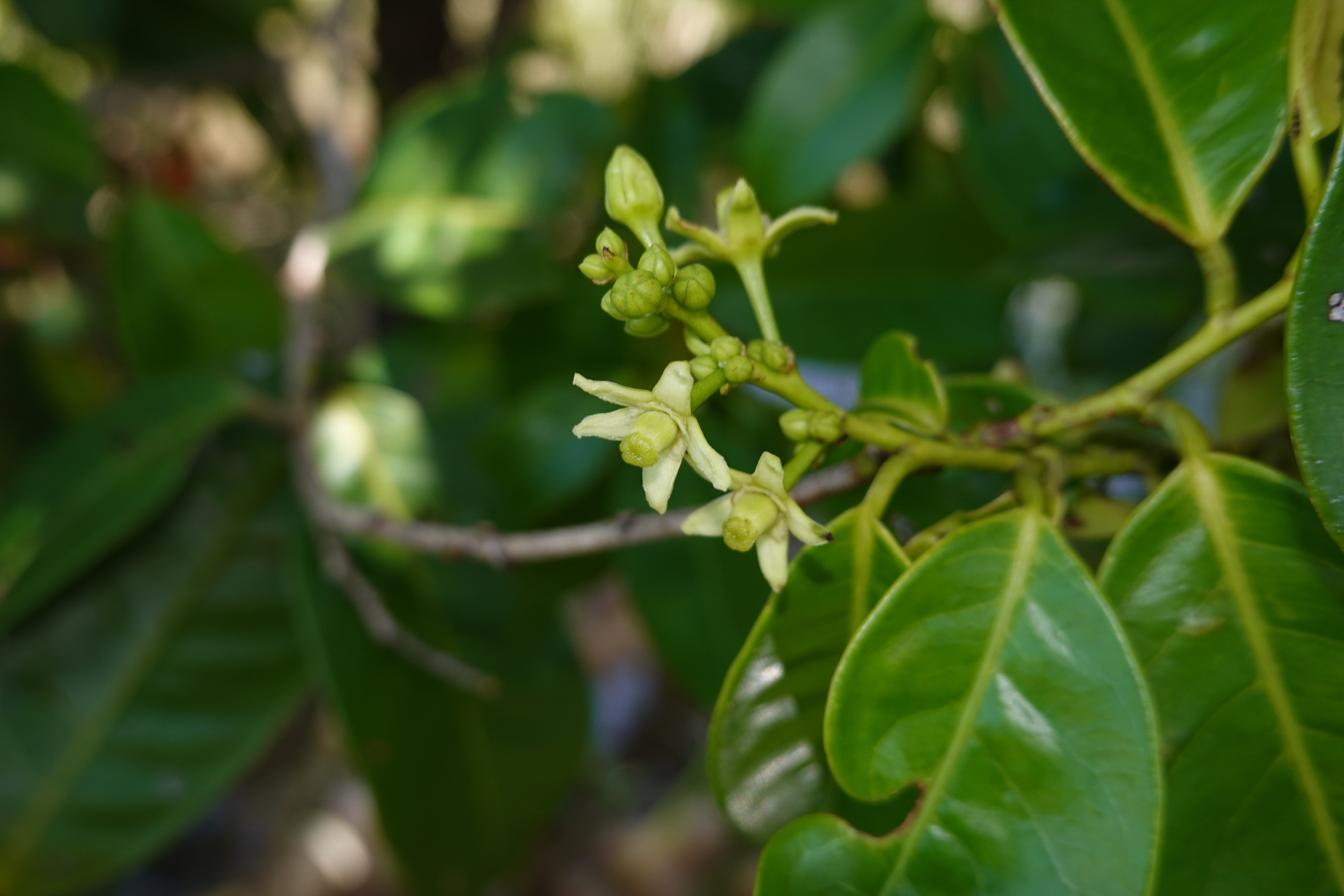 Amanoa guianensis Aubl. - Photo Bivouac Naturaliste