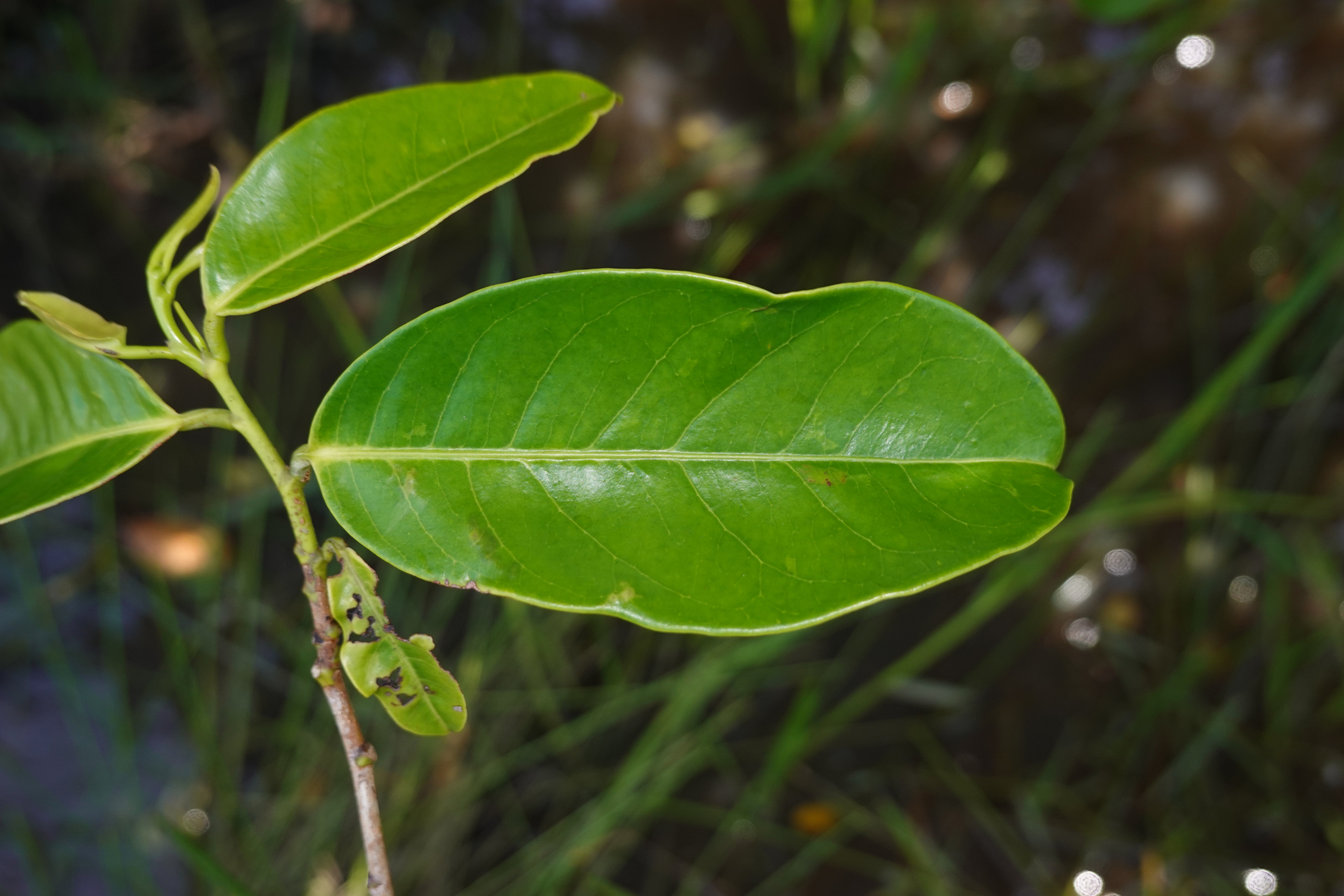 Amanoa guianensis Aubl. - Photo Bivouac Naturaliste