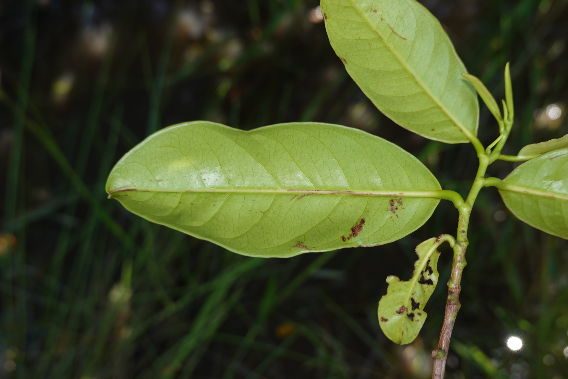 Amanoa guianensis Aubl. - Photo Bivouac Naturaliste