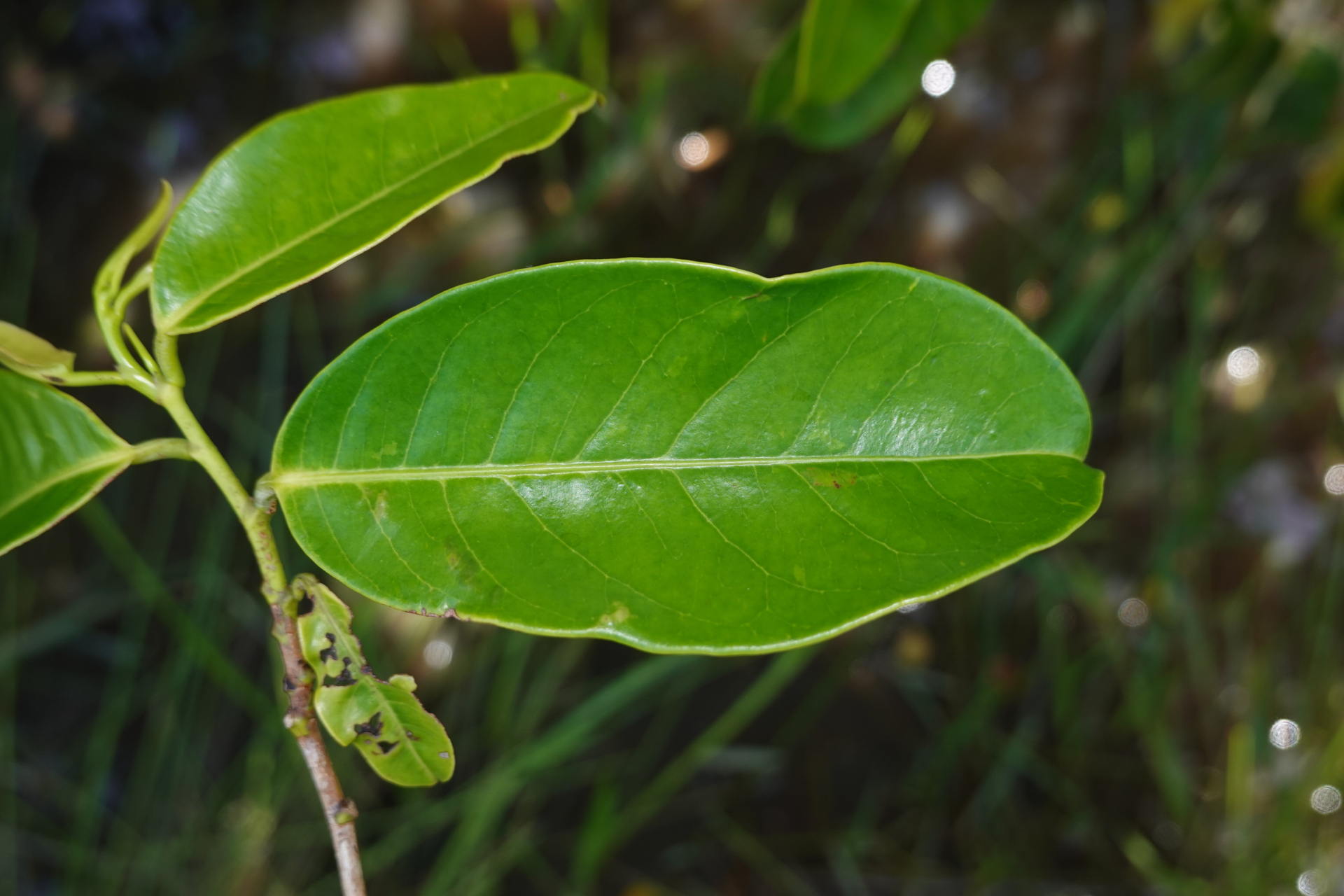 Amanoa guianensis Aubl. - Photo Bivouac Naturaliste