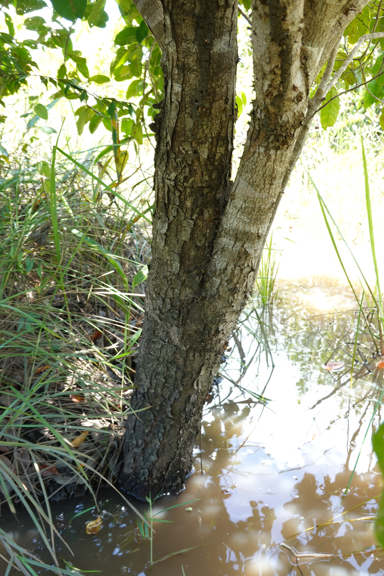 Amanoa guianensis Aubl. - Photo Bivouac Naturaliste