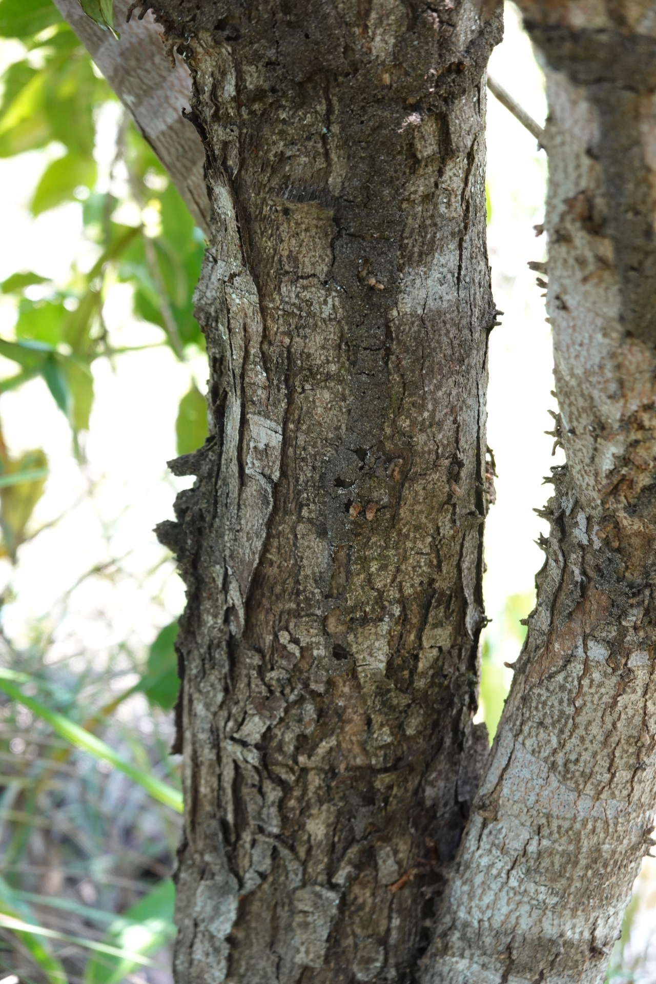 Amanoa guianensis Aubl. - Photo Bivouac Naturaliste
