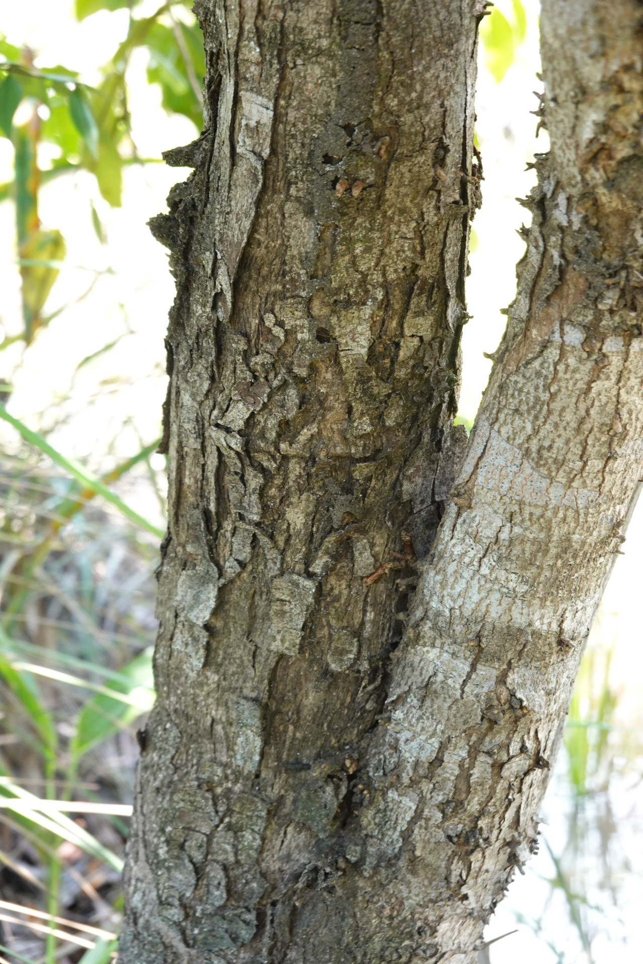 Amanoa guianensis Aubl. - Photo Bivouac Naturaliste