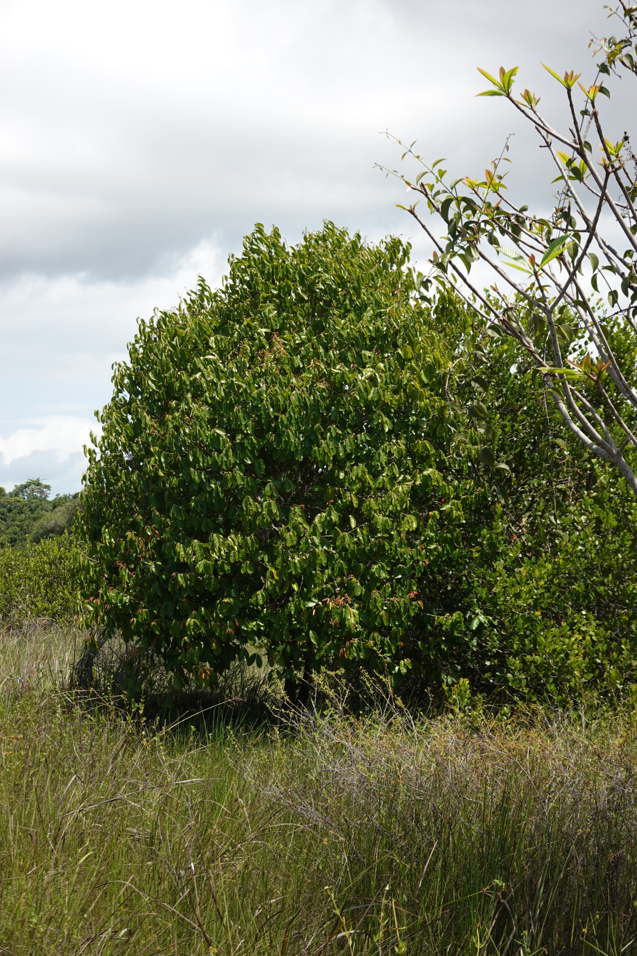 Amanoa guianensis Aubl. - Photo Bivouac Naturaliste