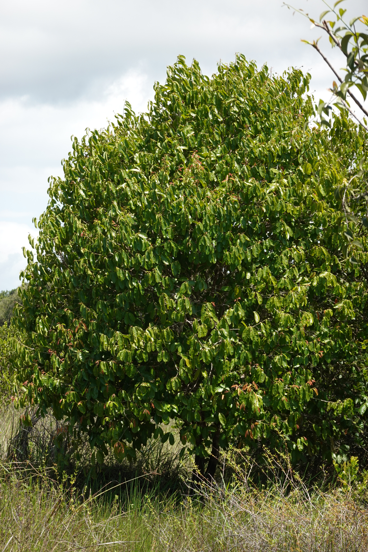 Amanoa guianensis Aubl. - Photo Bivouac Naturaliste
