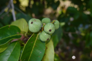 Amanoa guianensis Aubl.
