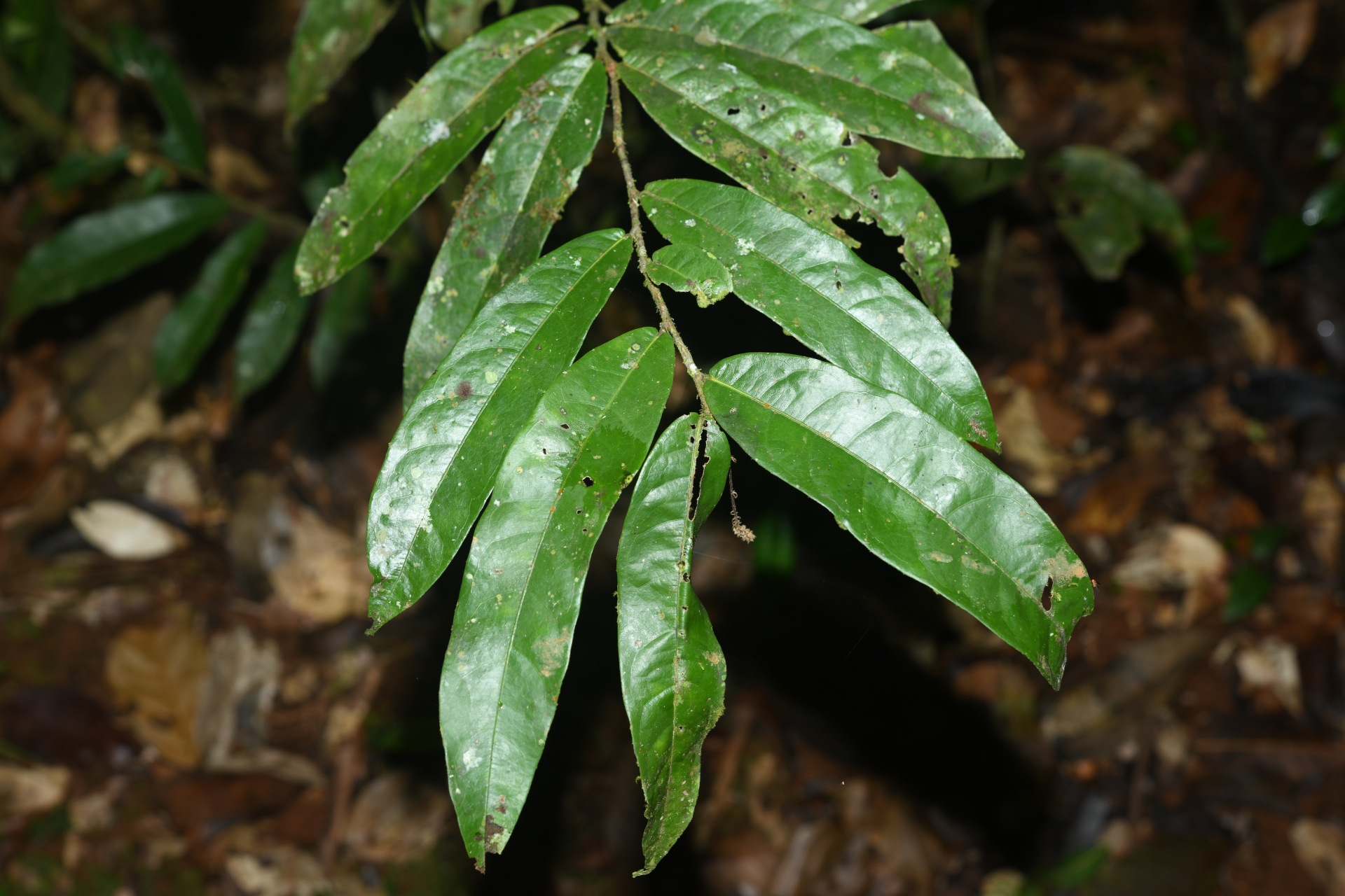 Hirtella tenuifolia Prance - Photo Bivouac Naturaliste