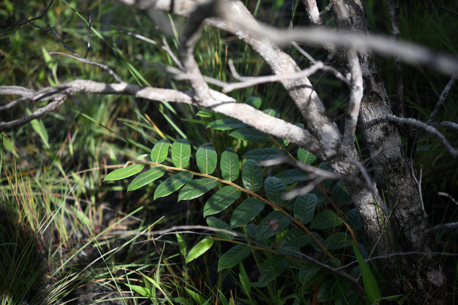 Hirtella ciliata Mart. & Zucc. - Photo Bivouac Naturaliste