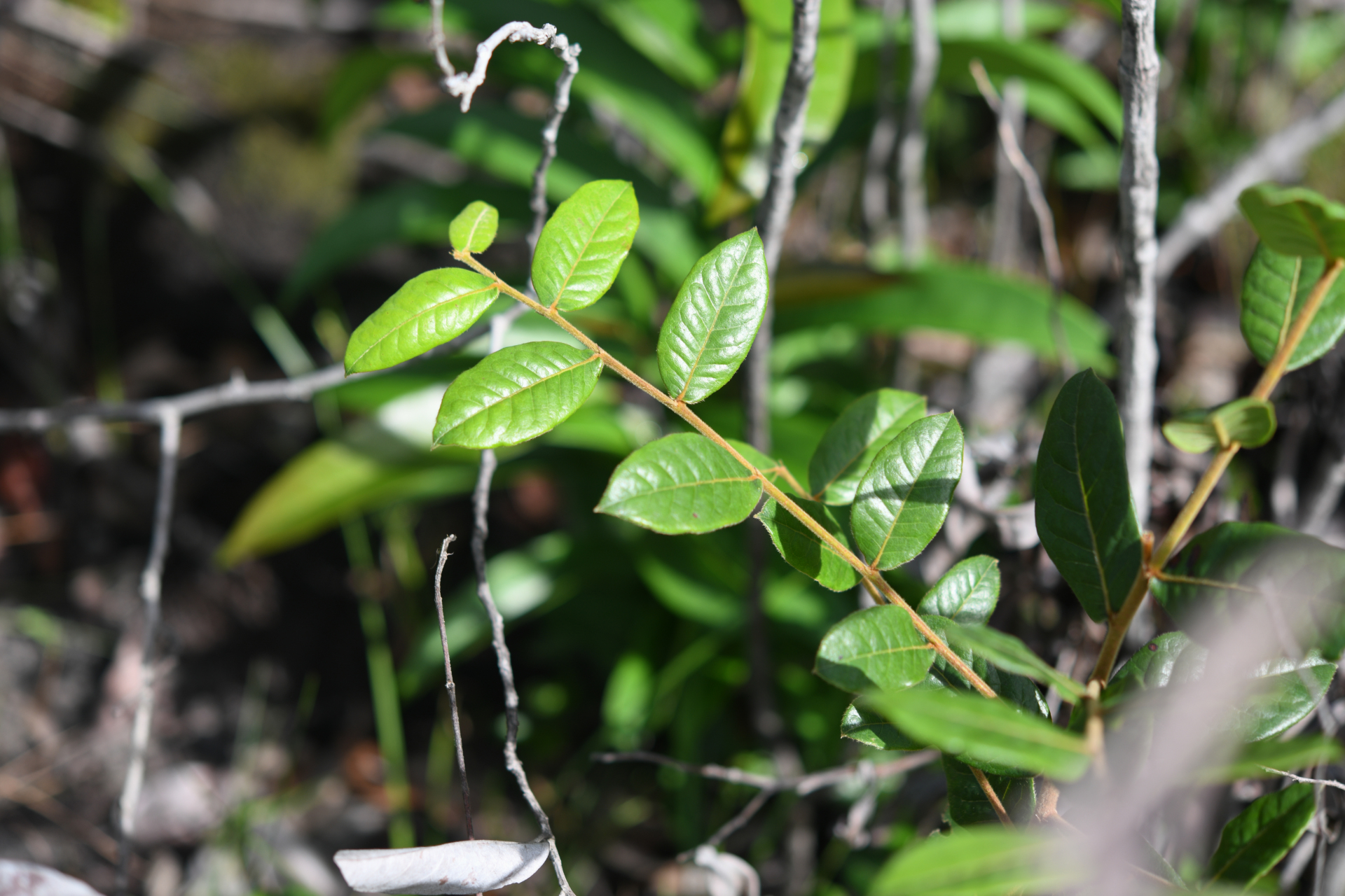 Hirtella ciliata Mart. & Zucc. - Photo Bivouac Naturaliste