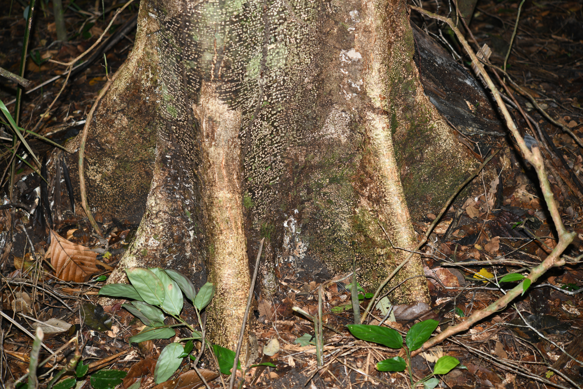 Parinari campestris (Aubl.) Kuntze - Photo Bivouac Naturaliste