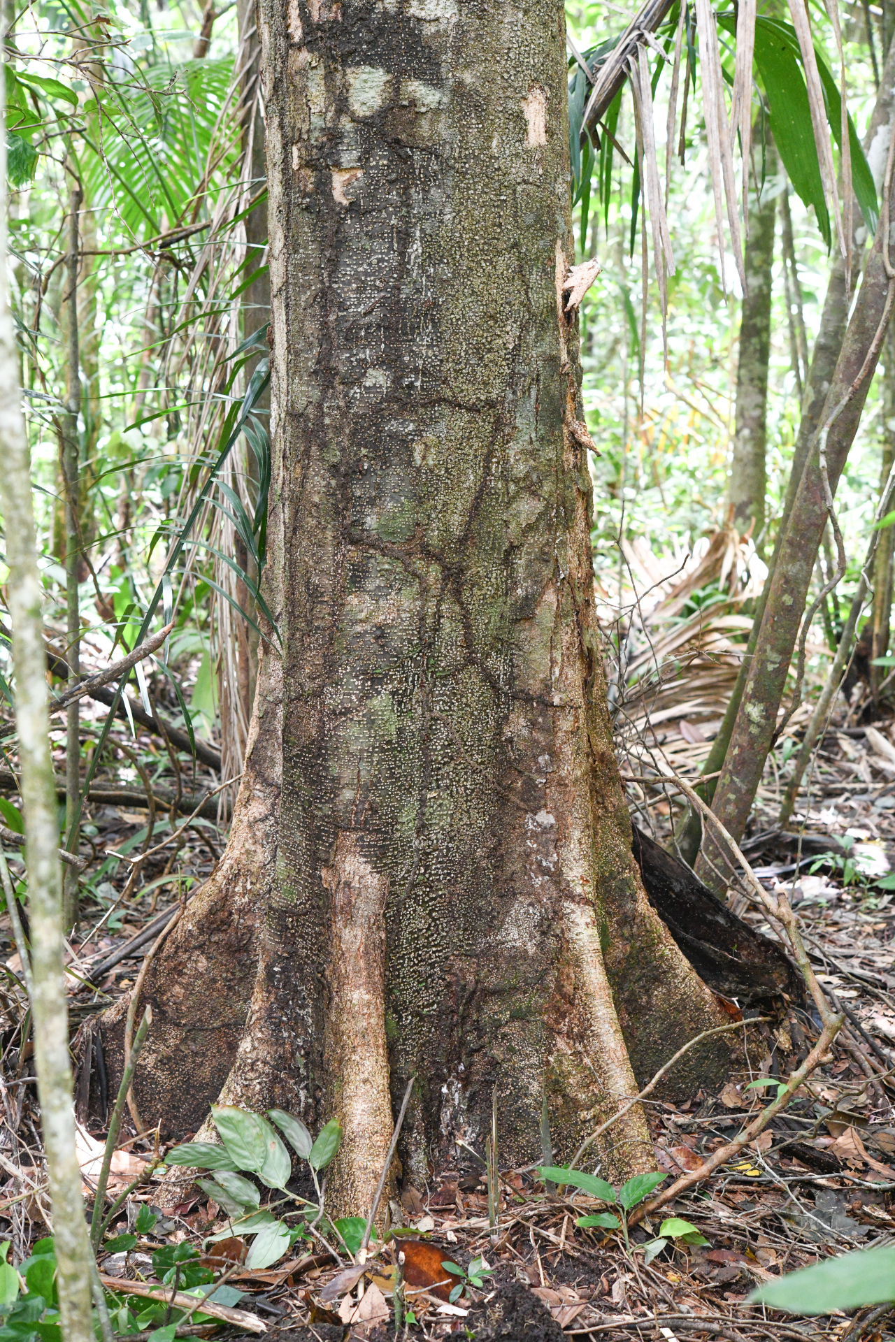 Parinari campestris (Aubl.) Kuntze - Photo Bivouac Naturaliste