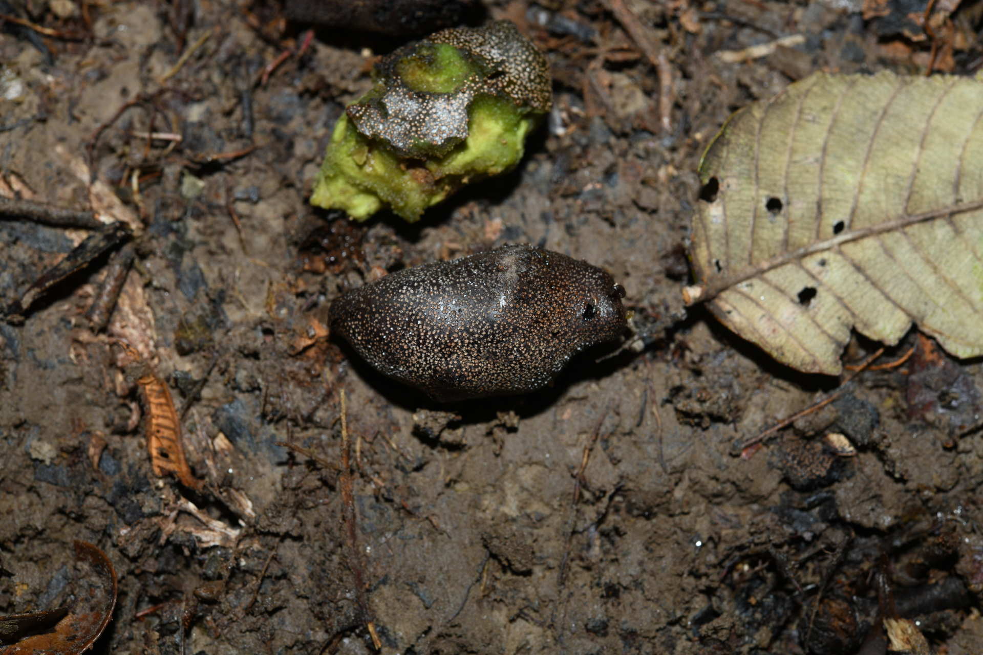 Parinari campestris (Aubl.) Kuntze - Photo Bivouac Naturaliste
