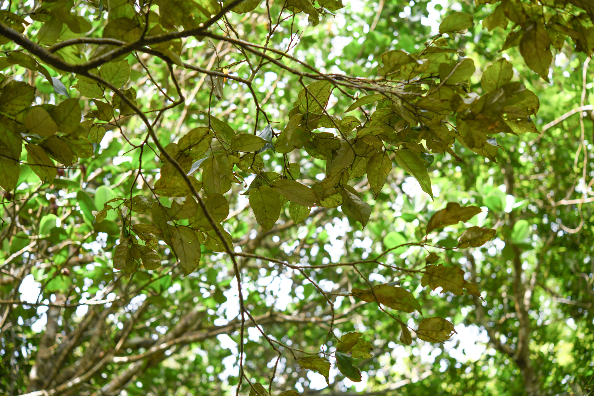 Licania ternatensis Hook.fil. - Photo Bivouac Naturaliste
