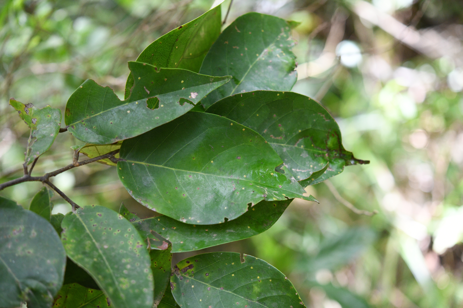 Licania ternatensis Hook.fil. - Photo Bivouac Naturaliste