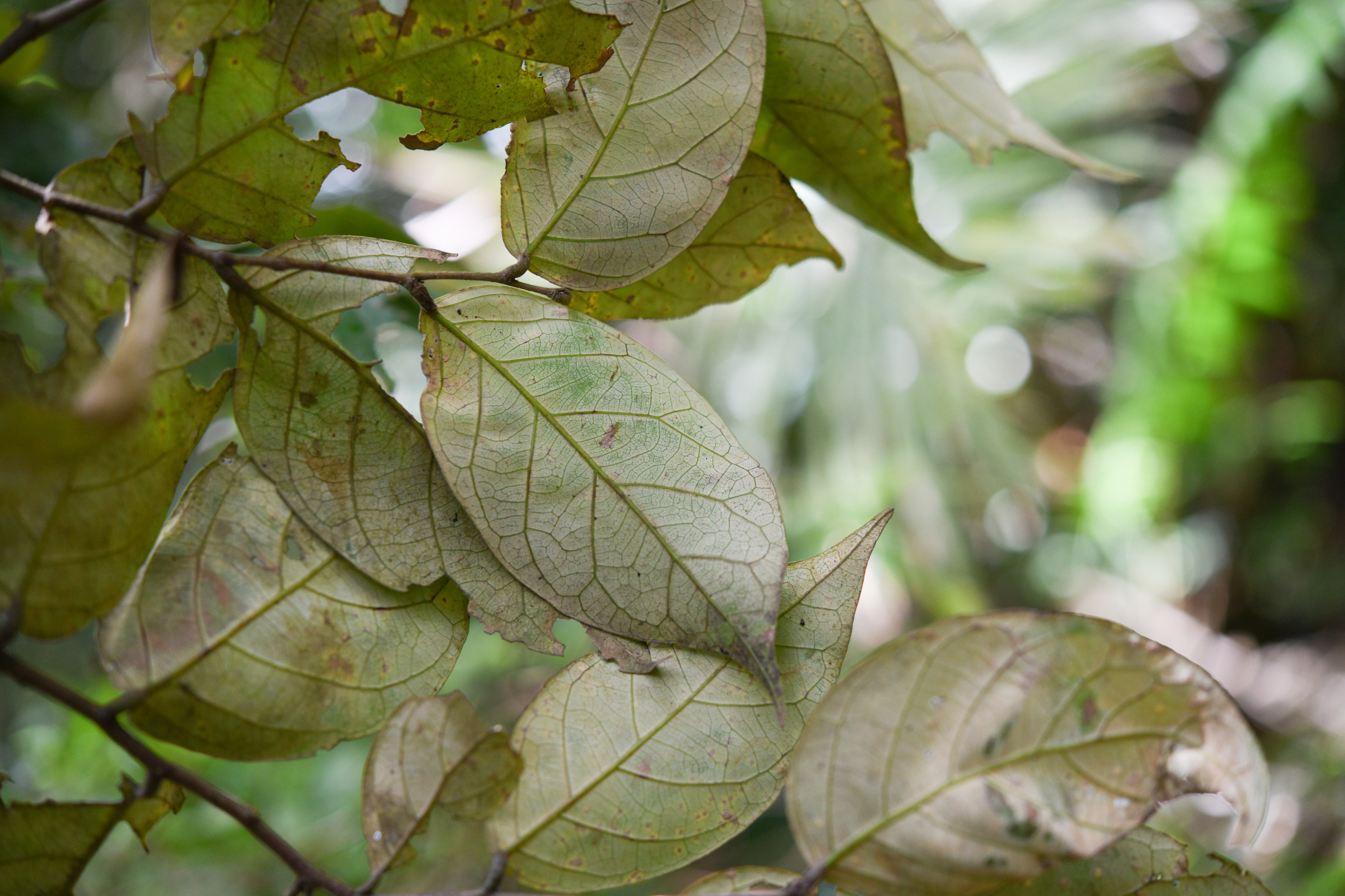 Licania ternatensis Hook.fil. - Photo Bivouac Naturaliste