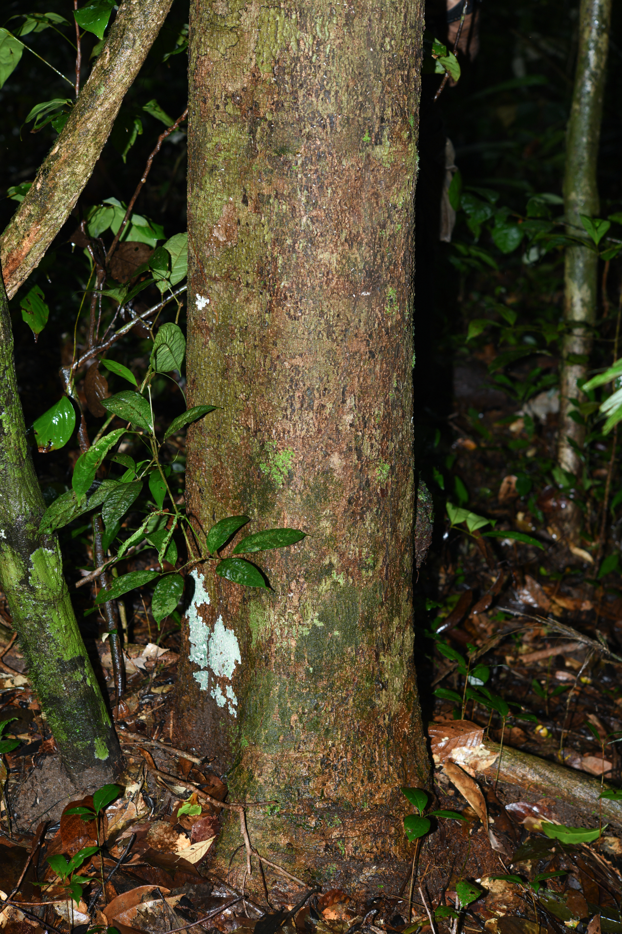 Licania micrantha subsp. micrantha - Photo Bivouac Naturaliste