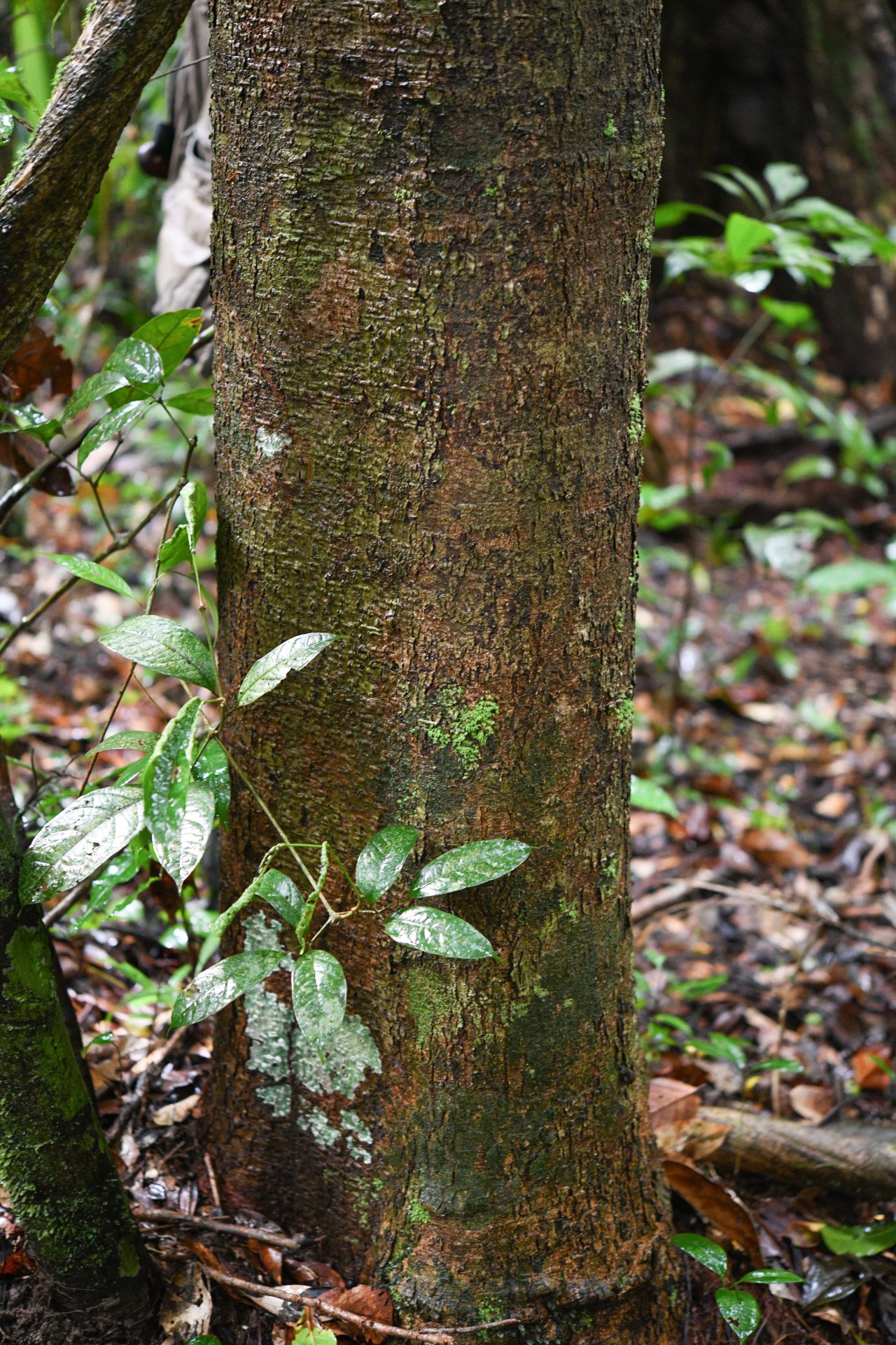 Licania micrantha subsp. micrantha - Photo Bivouac Naturaliste