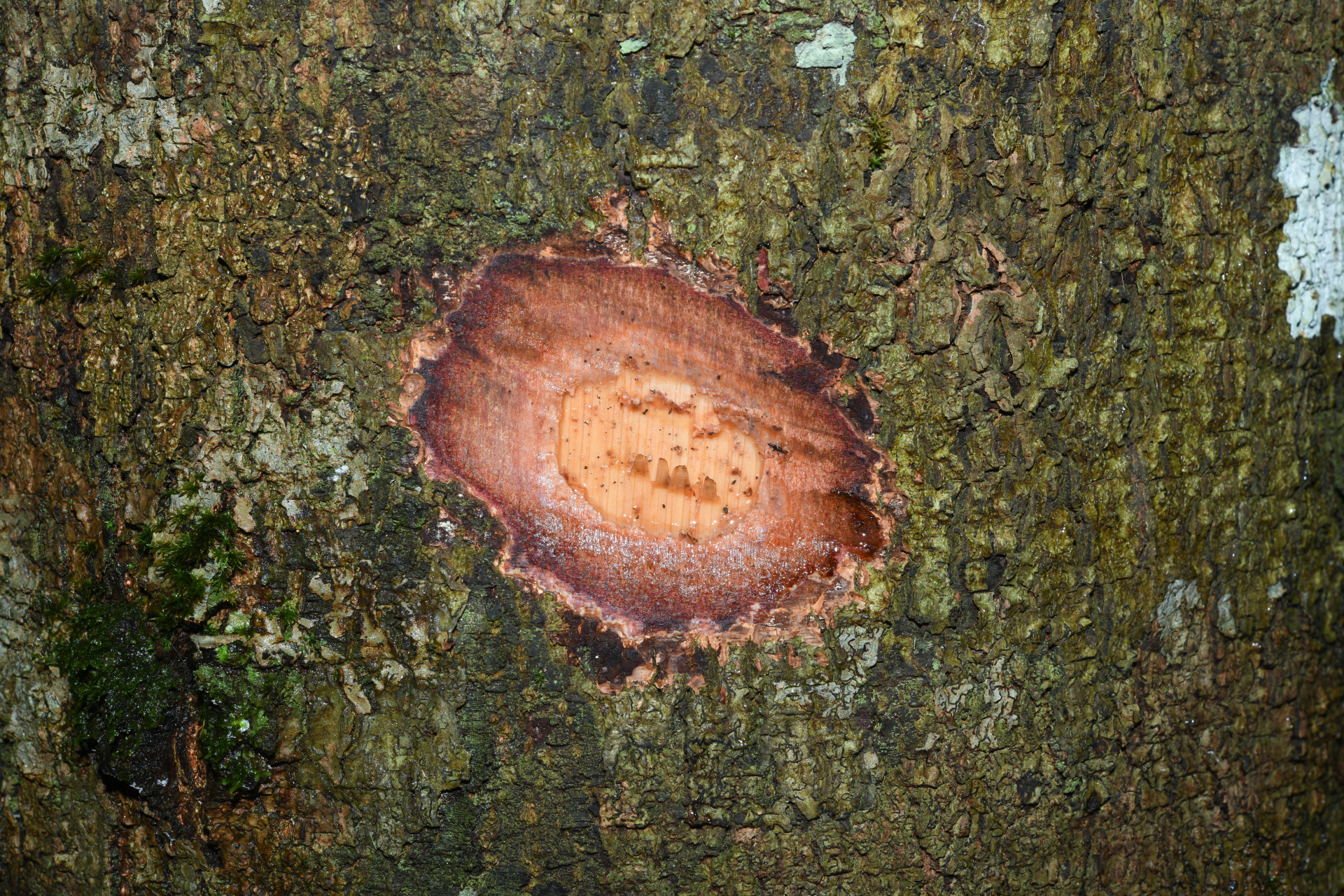 Licania micrantha subsp. micrantha - Photo Bivouac Naturaliste