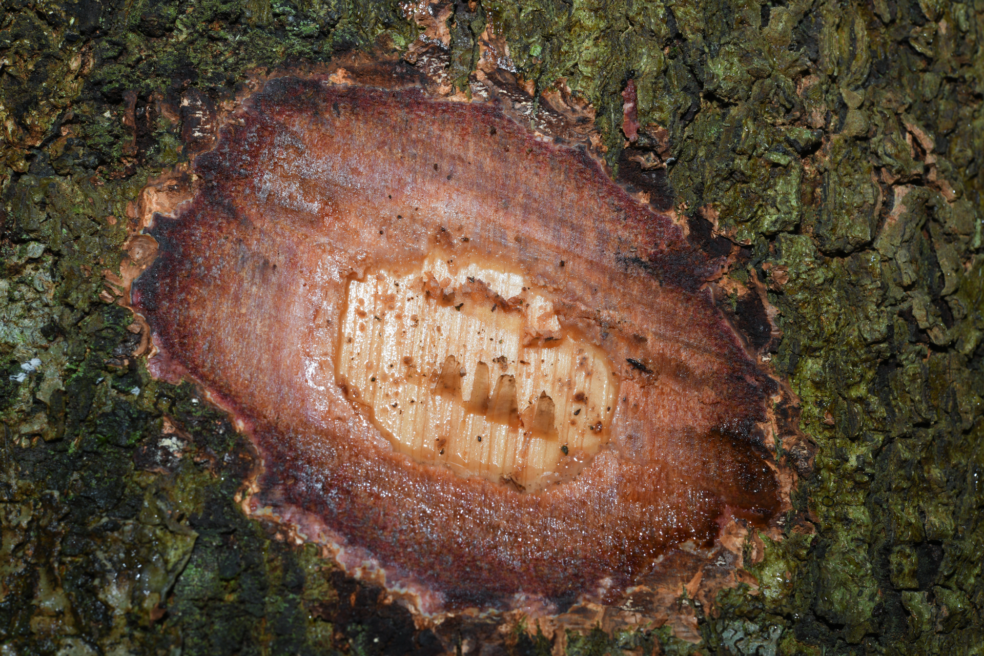 Licania micrantha subsp. micrantha - Photo Bivouac Naturaliste