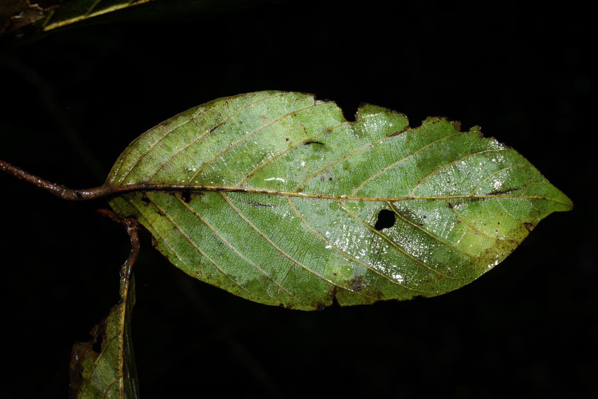 Licania micrantha subsp. micrantha - Photo Bivouac Naturaliste