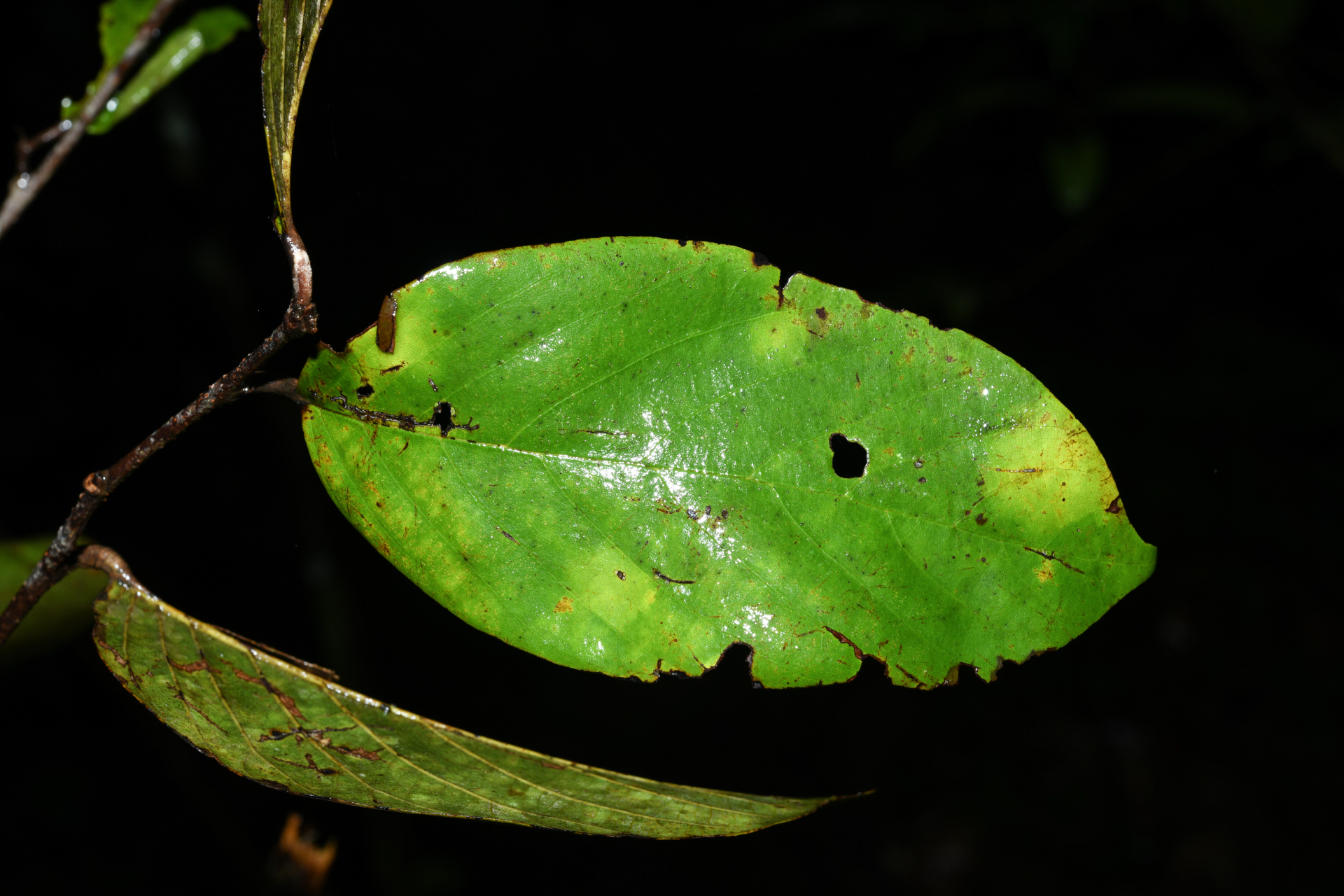 Licania micrantha subsp. micrantha - Photo Bivouac Naturaliste