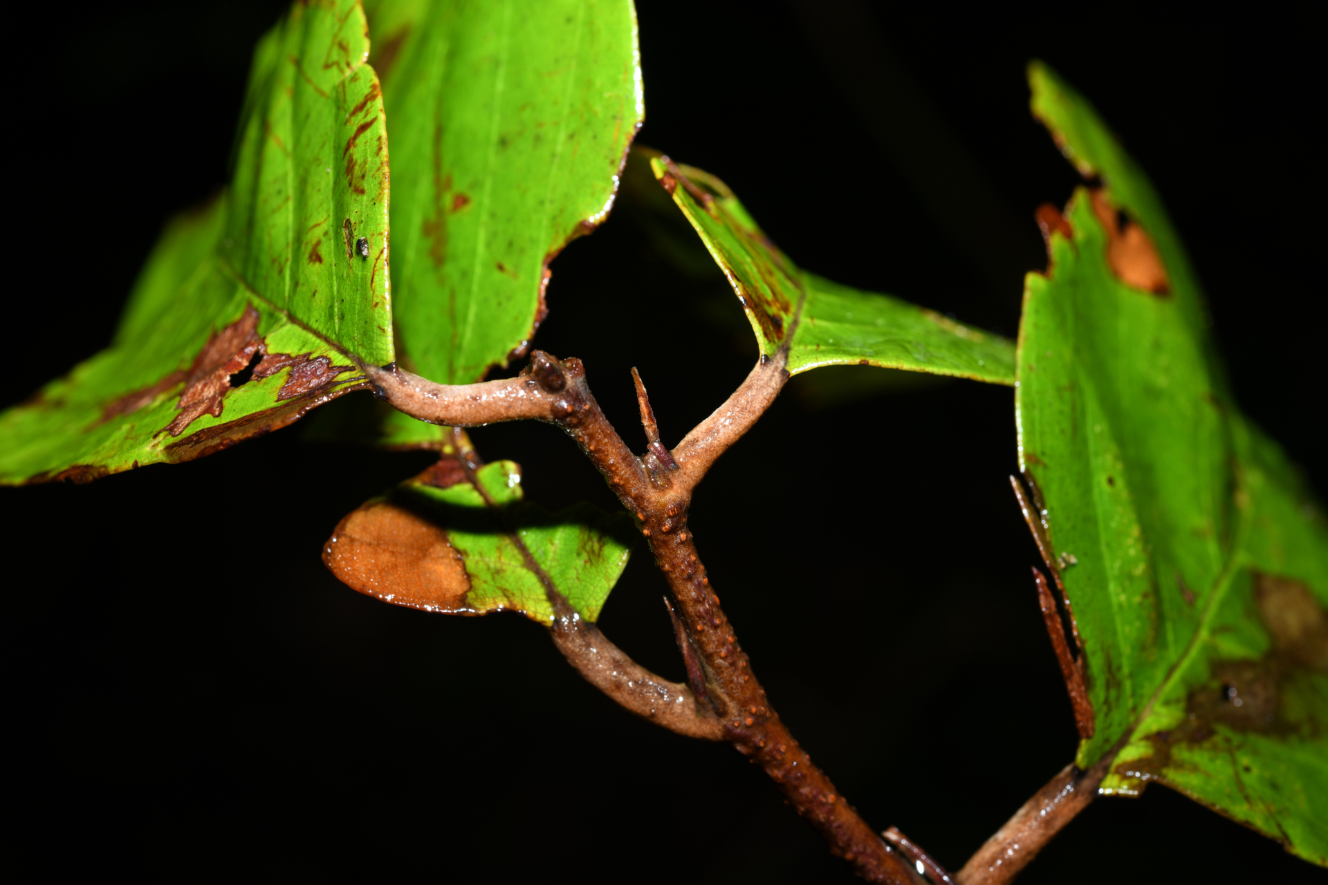 Licania micrantha subsp. micrantha - Photo Bivouac Naturaliste
