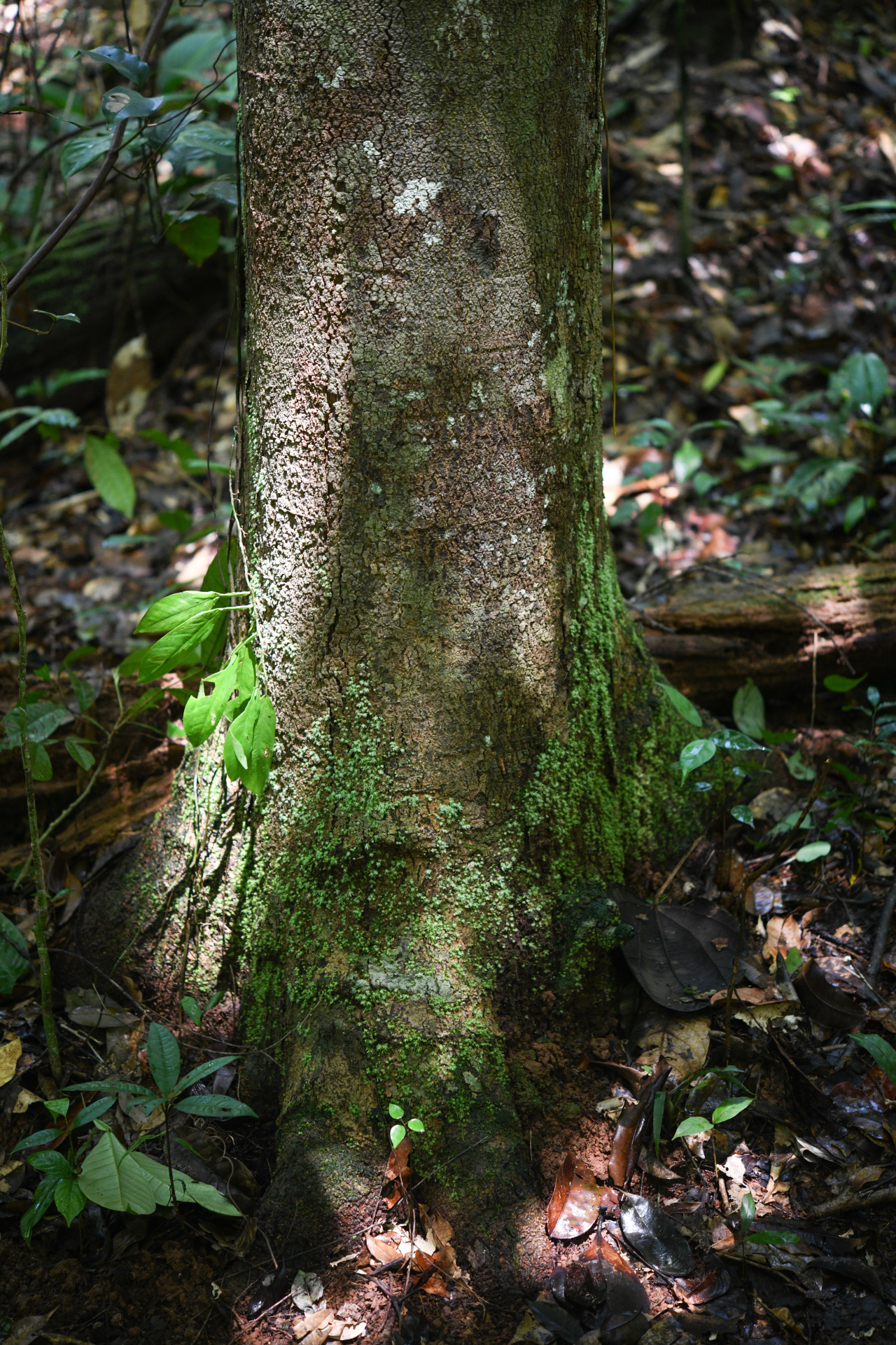 Hymenopus macrophyllus (Benth.) Sothers & Prance - Photo Bivouac Naturaliste