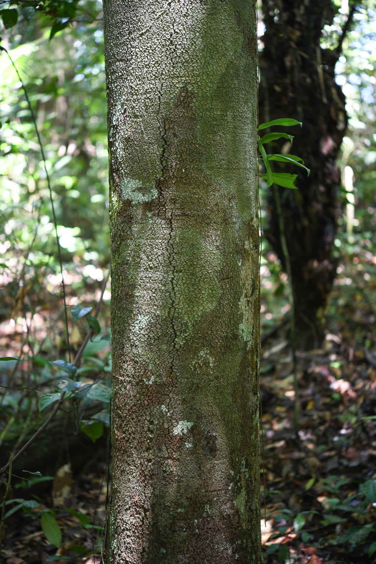 Hymenopus macrophyllus (Benth.) Sothers & Prance - Photo Bivouac Naturaliste
