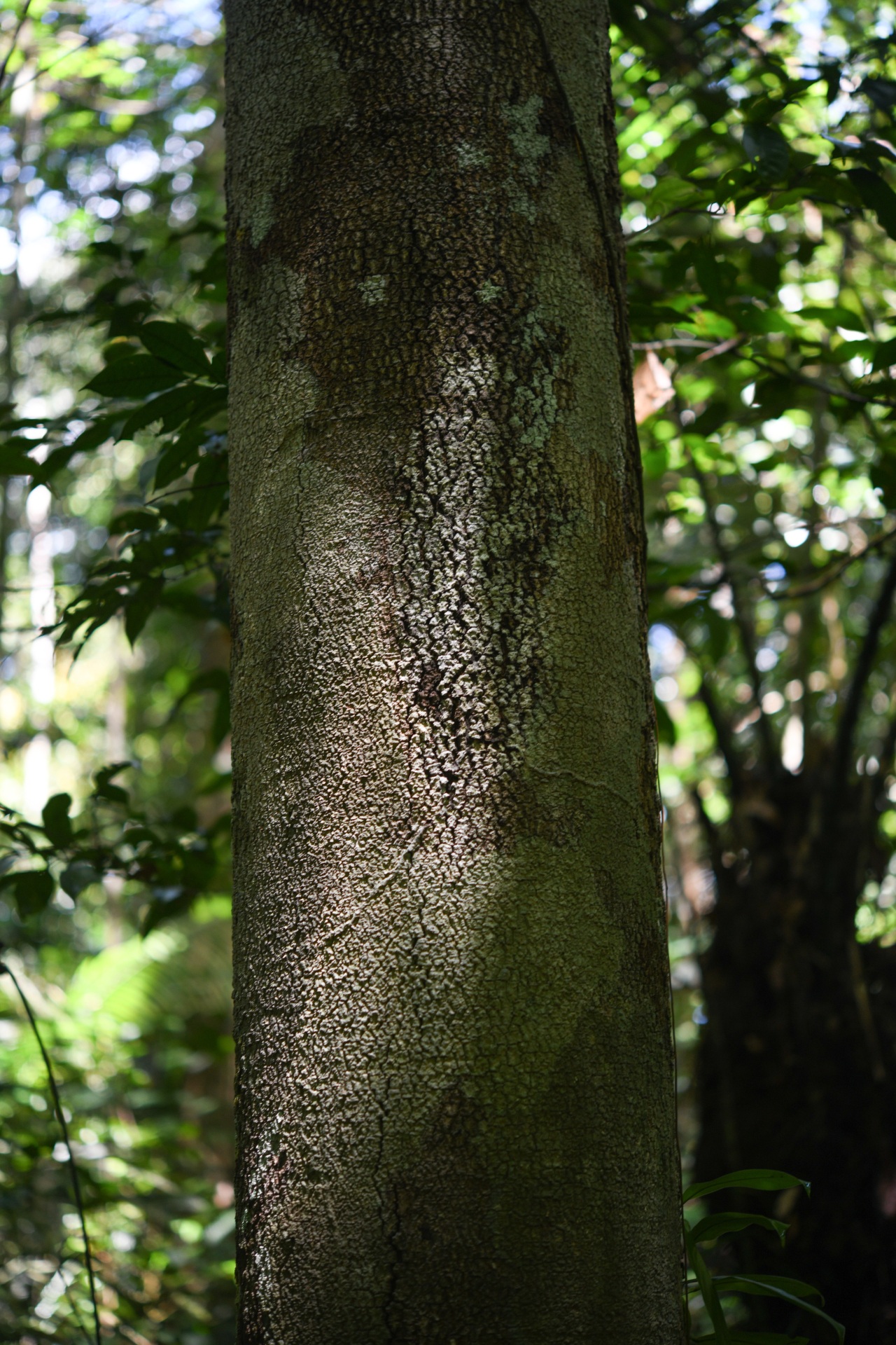 Hymenopus macrophyllus (Benth.) Sothers & Prance - Photo Bivouac Naturaliste